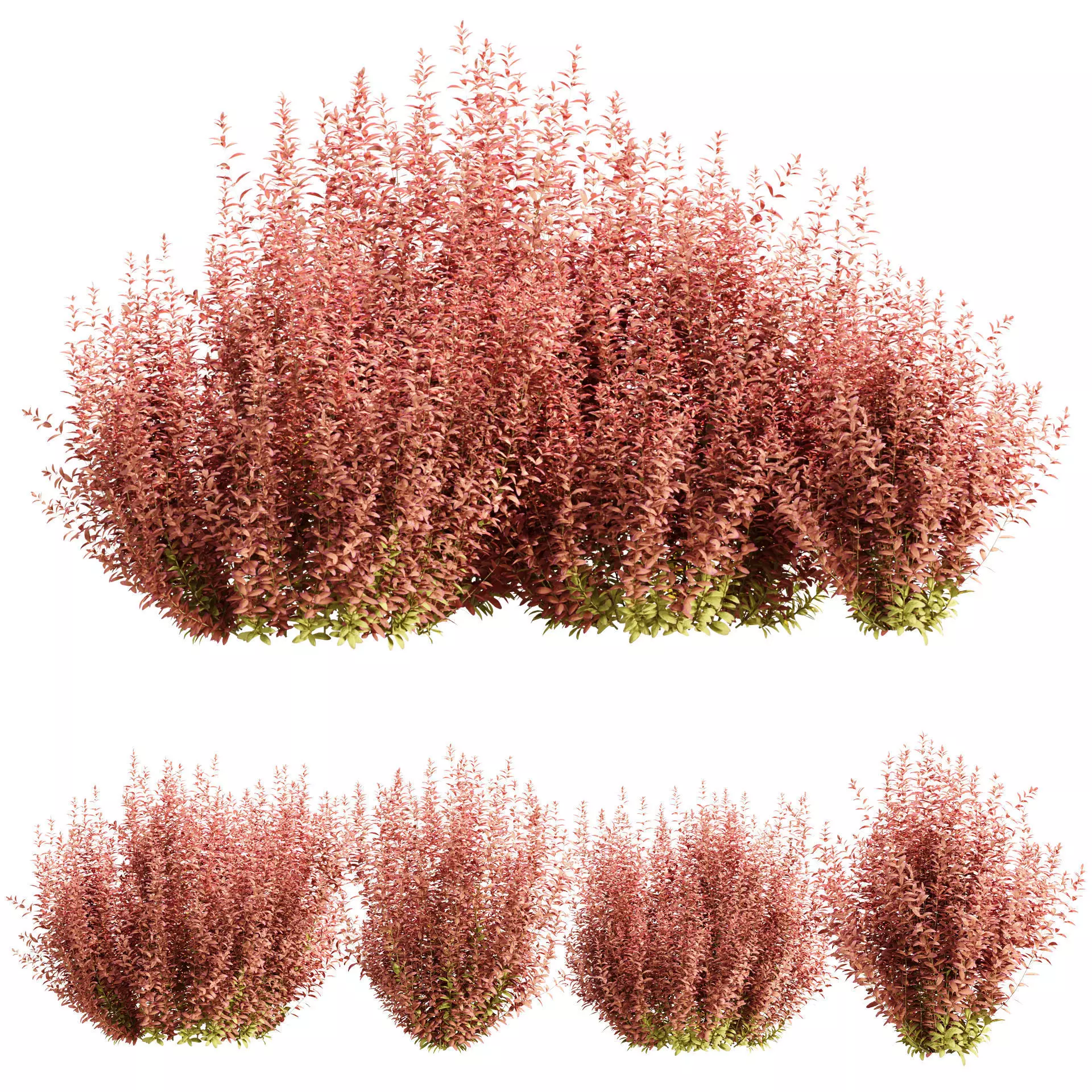 Barberry Bushes Collection Vol 341 3D model