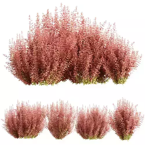 Barberry Bushes Collection Vol 341