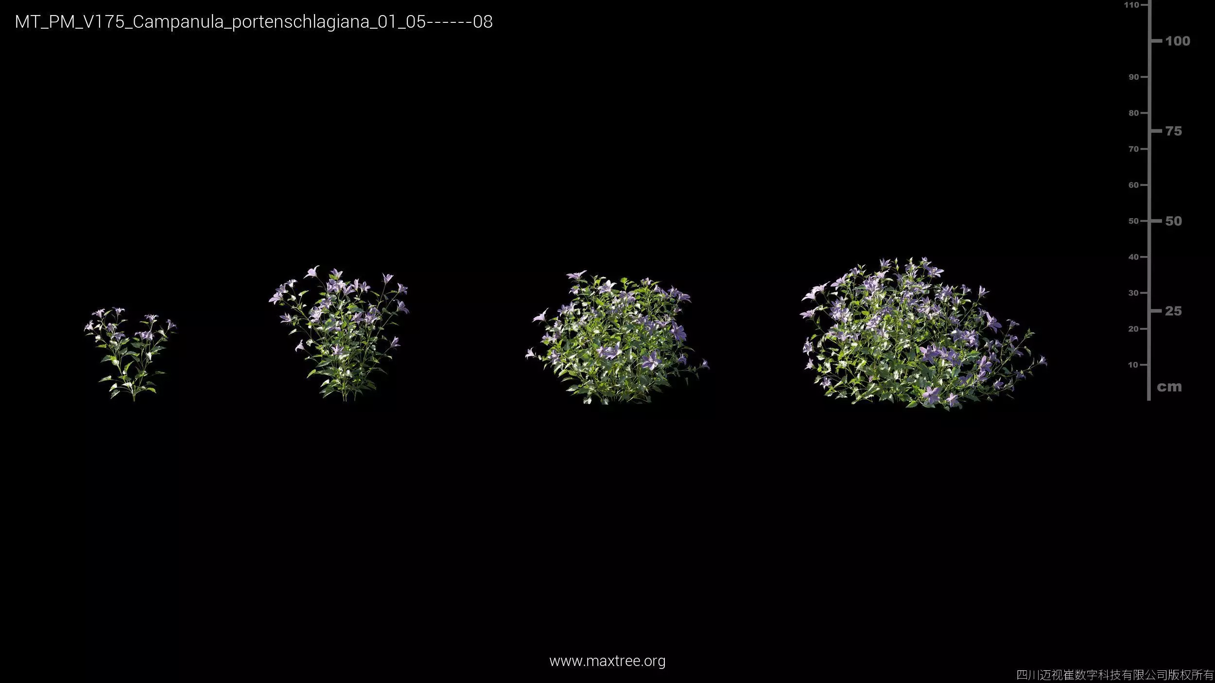 Maxtree Plant Models Vol 175 - Mesh 3D model_9