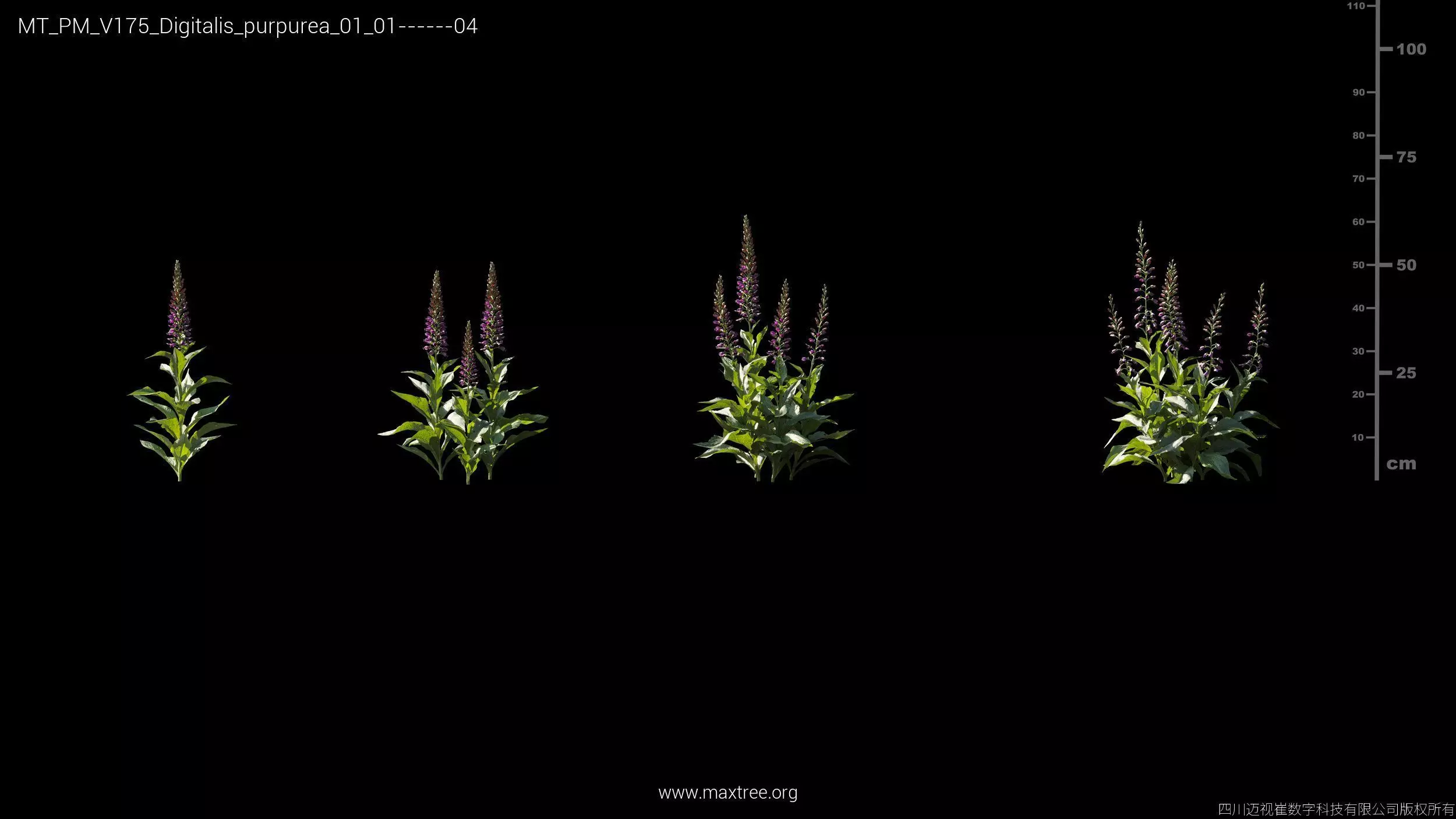 Maxtree Plant Models Vol 175 - Mesh 3D model_11