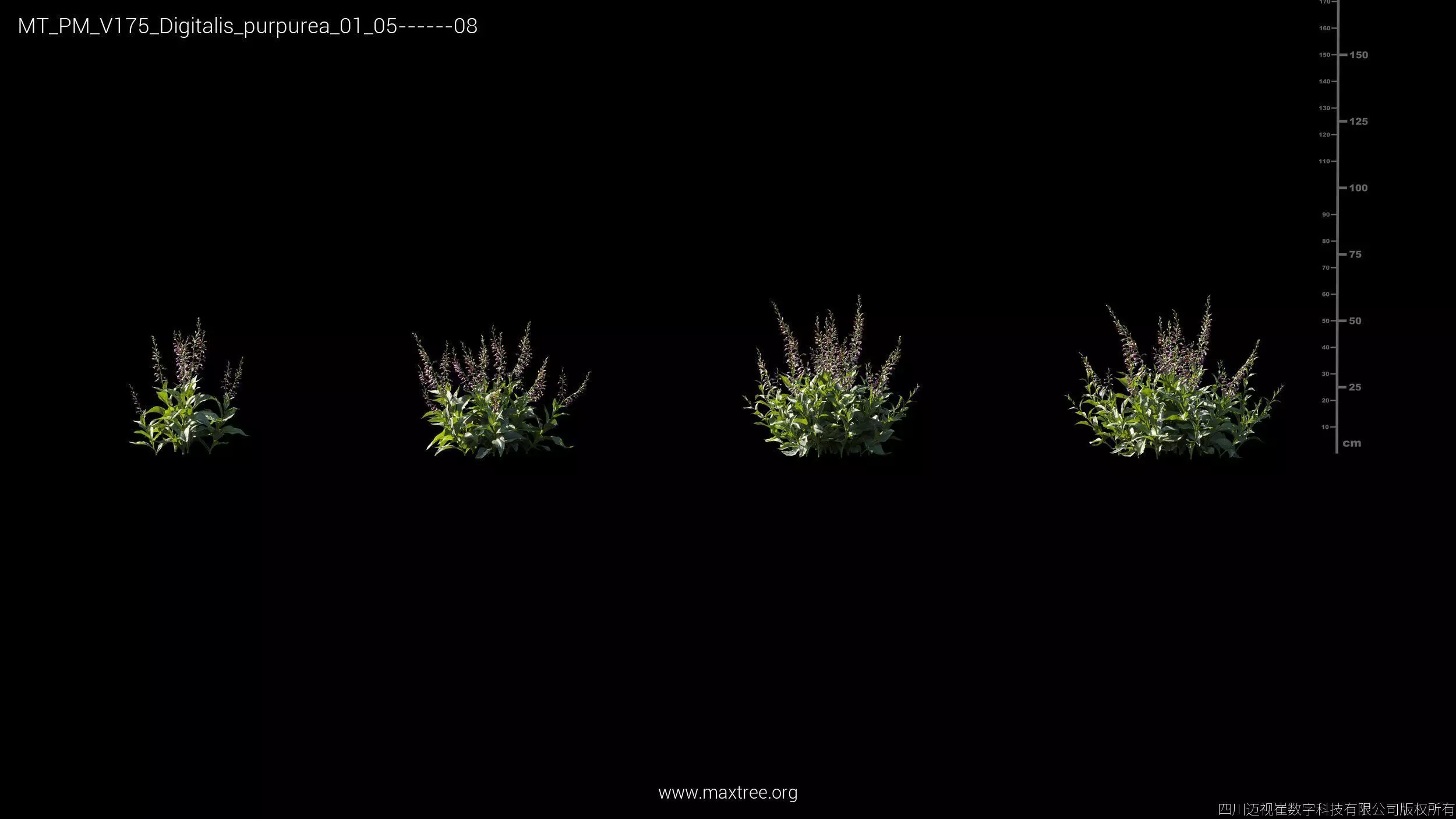 Maxtree Plant Models Vol 175 - Mesh 3D model_12