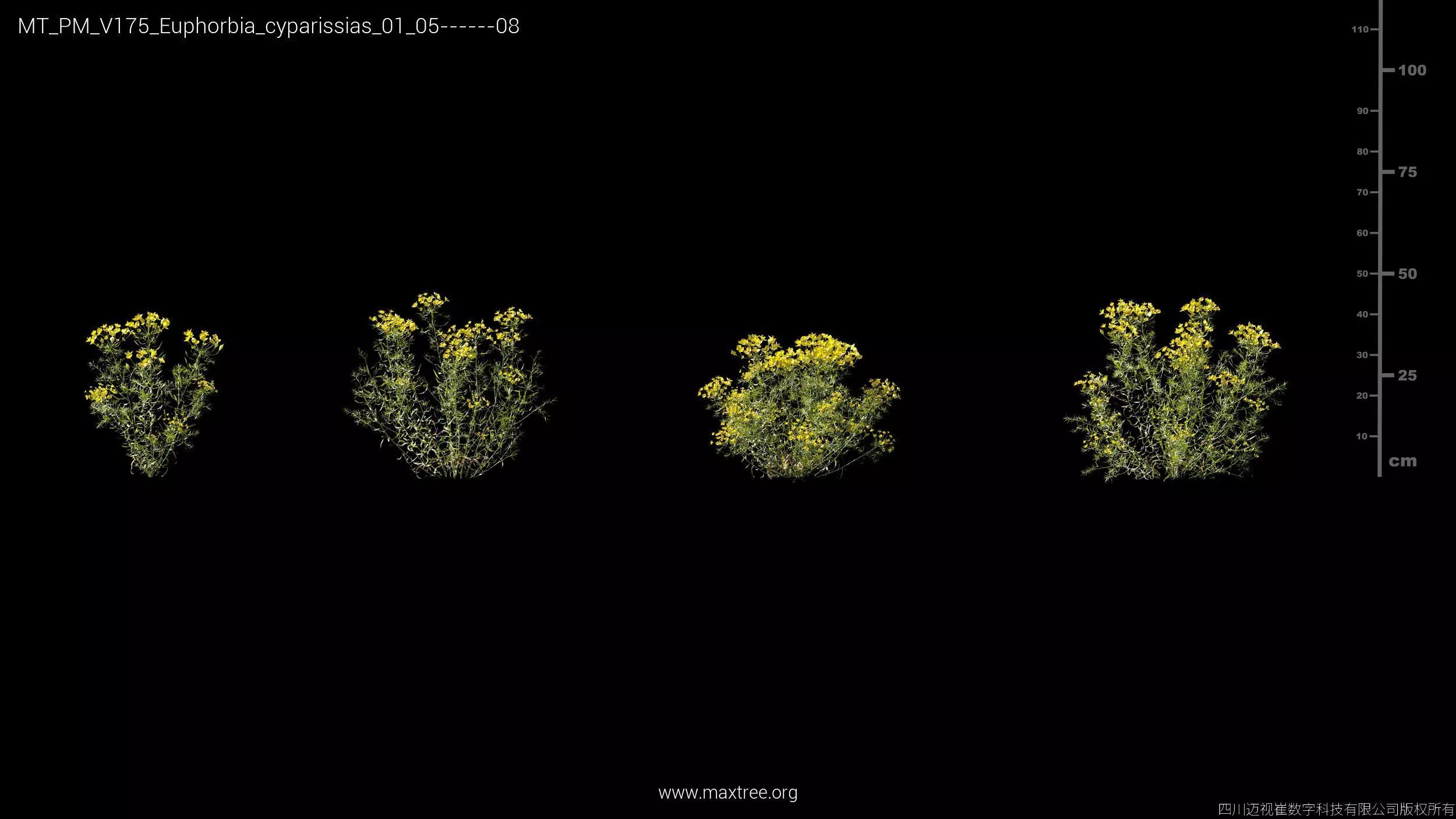 Maxtree Plant Models Vol 175 - Mesh 3D model_15