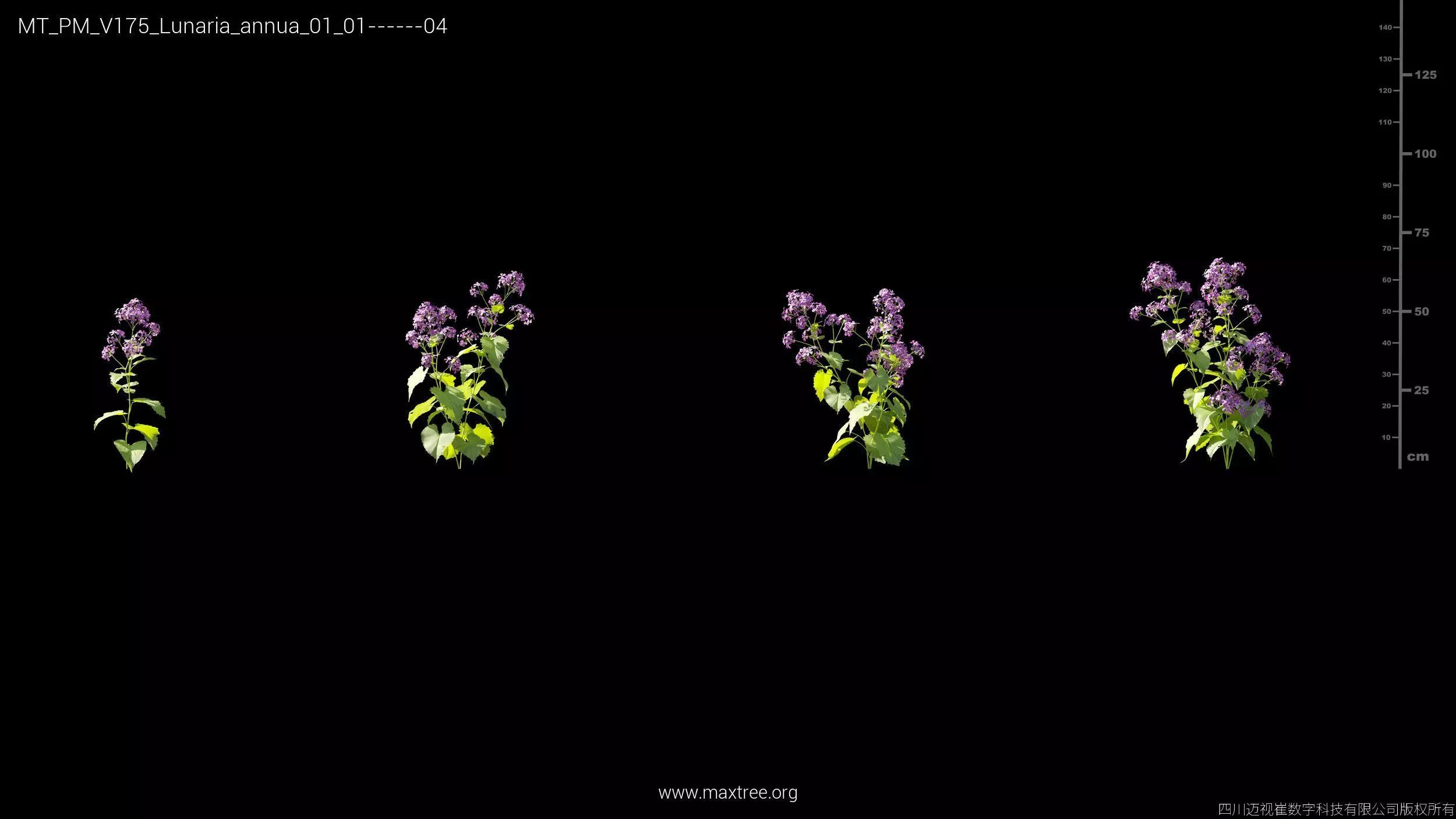 Maxtree Plant Models Vol 175 - Mesh 3D model_26
