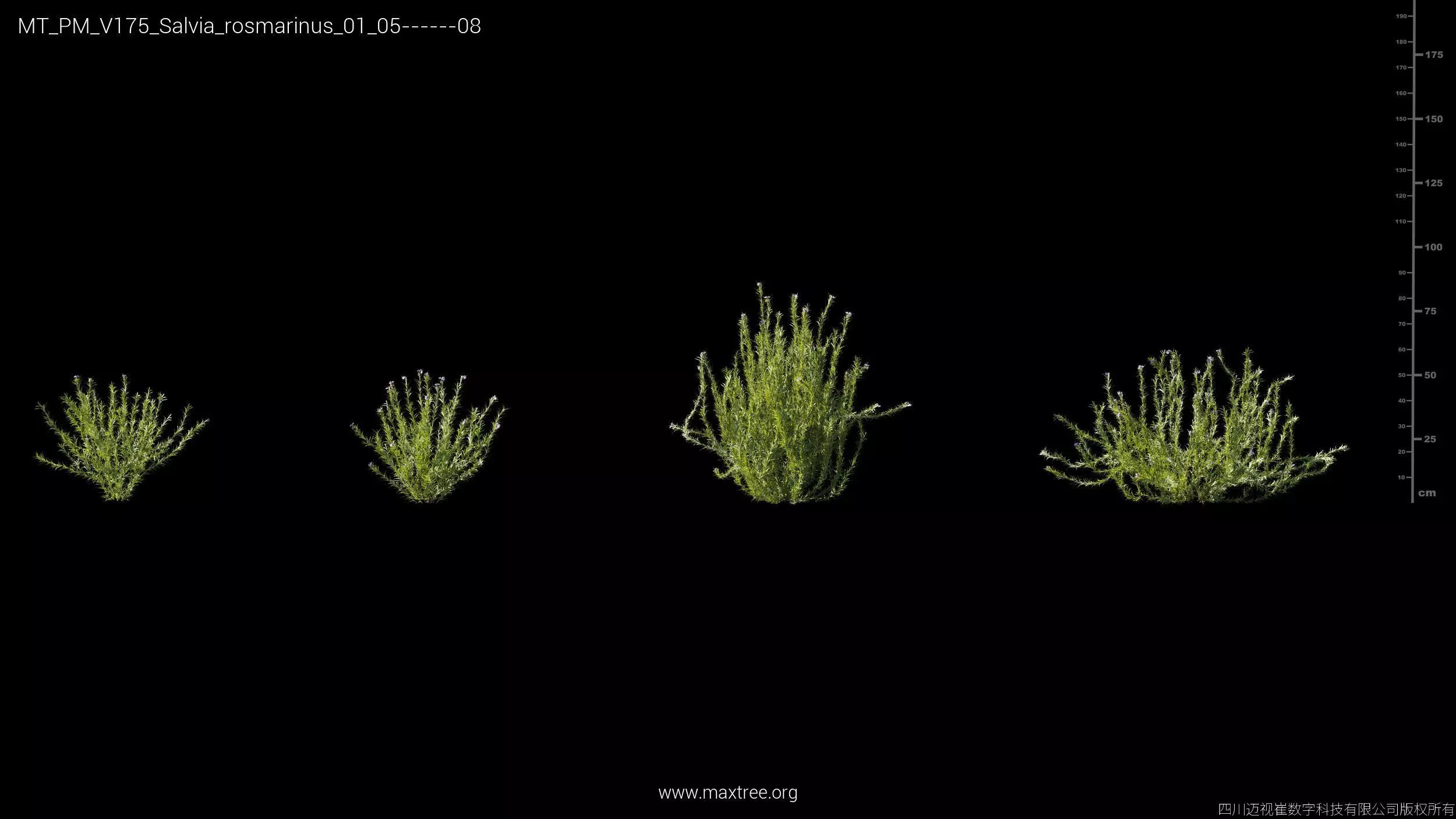 Maxtree Plant Models Vol 175 - Mesh 3D model_36