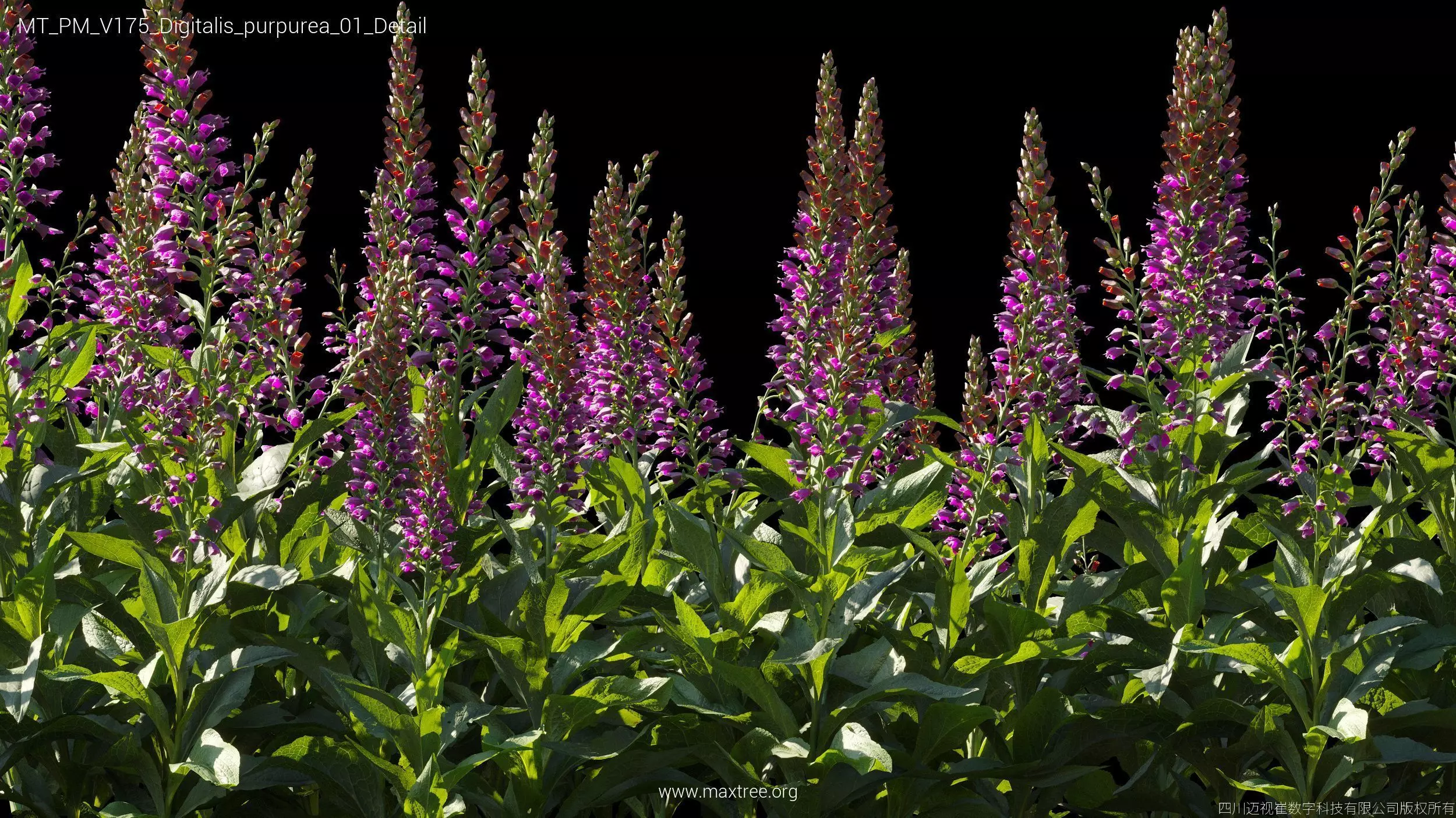 Maxtree Plant Models Vol 175 - Mesh 3D model_13