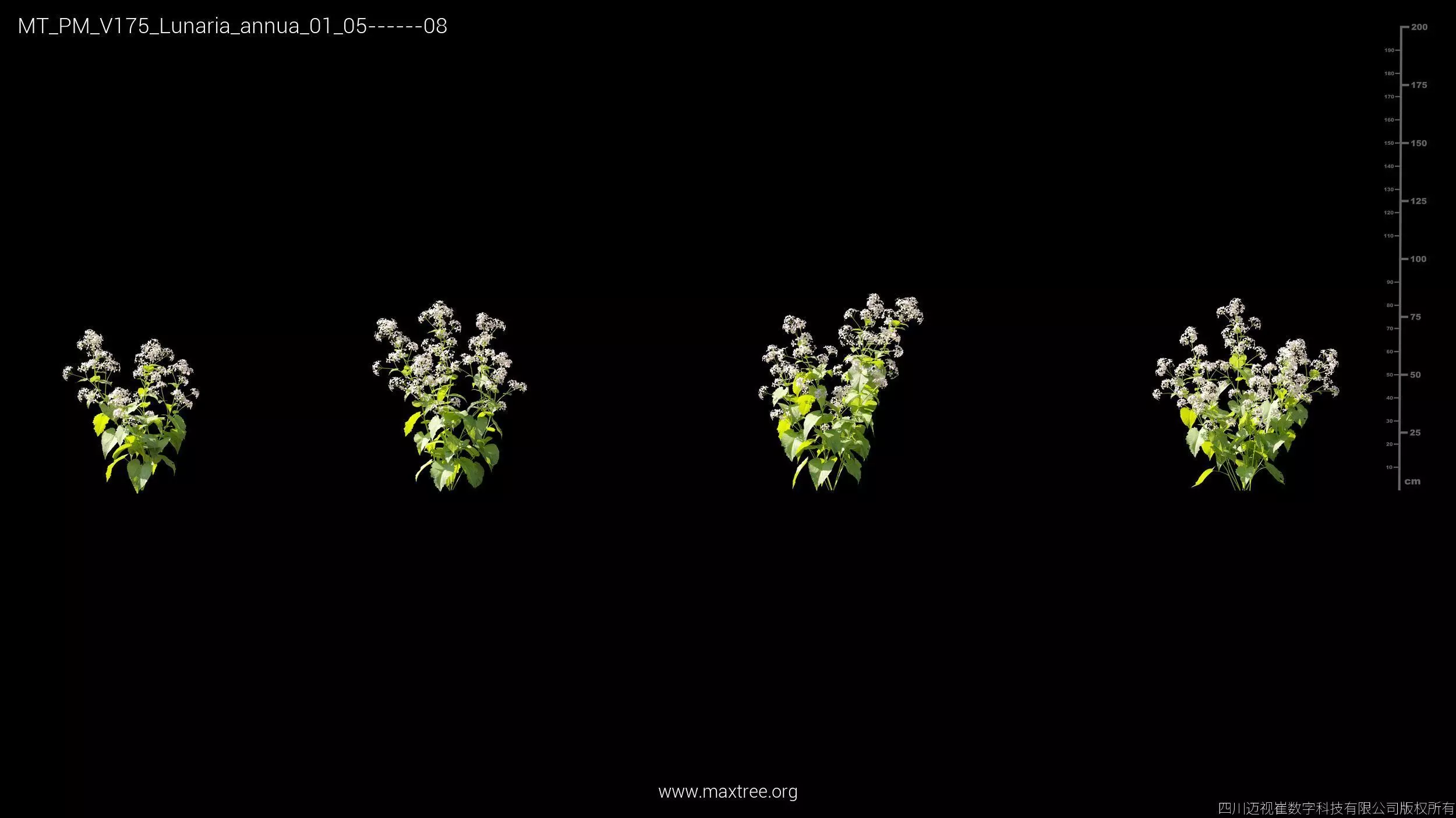 Maxtree Plant Models Vol 175 - Mesh 3D model_27