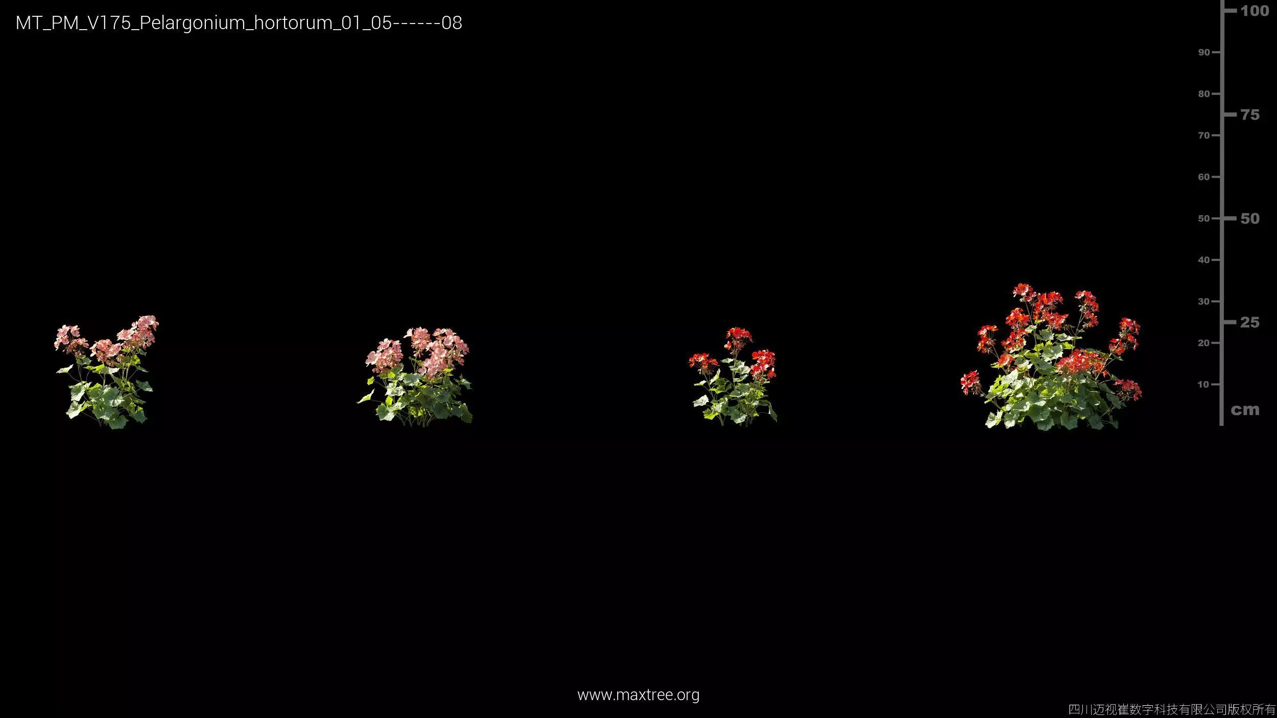 Maxtree Plant Models Vol 175 - Mesh 3D model_30