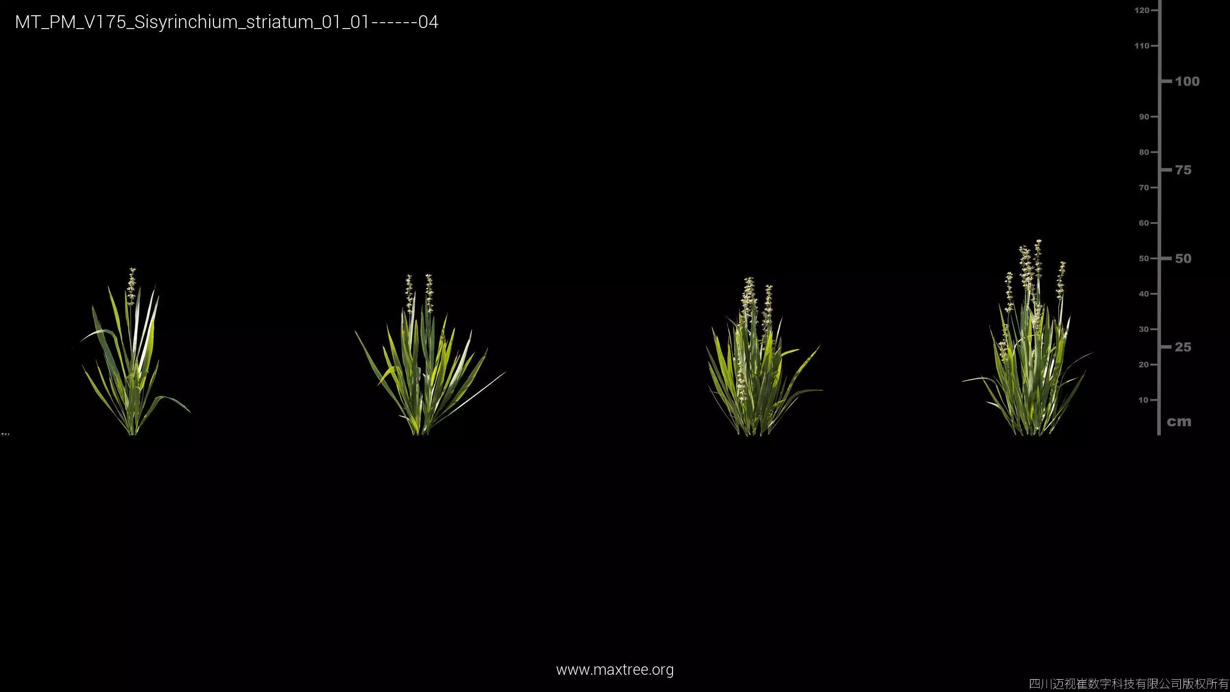 Maxtree Plant Models Vol 175 - Mesh 3D model_38