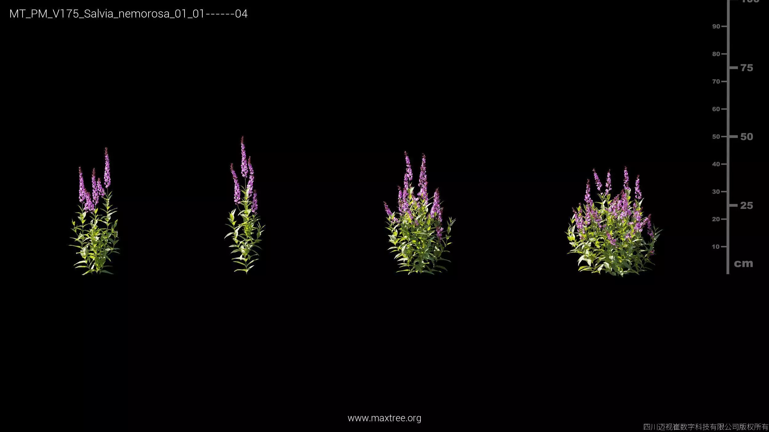 Maxtree Plant Models Vol 175 - Mesh 3D model_32