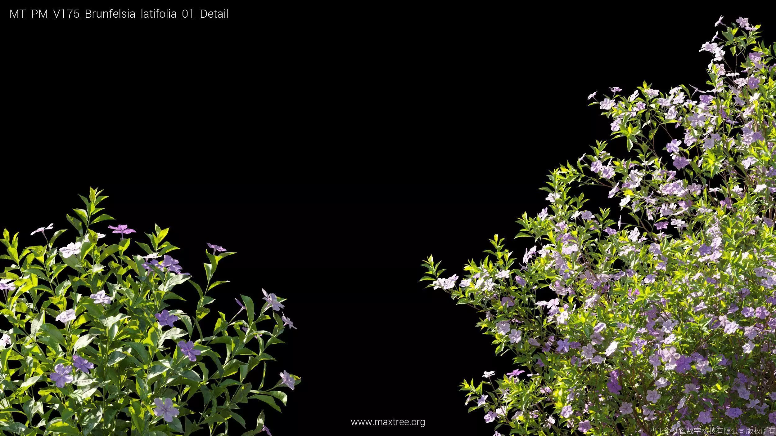 Maxtree Plant Models Vol 175 - Mesh 3D model_7