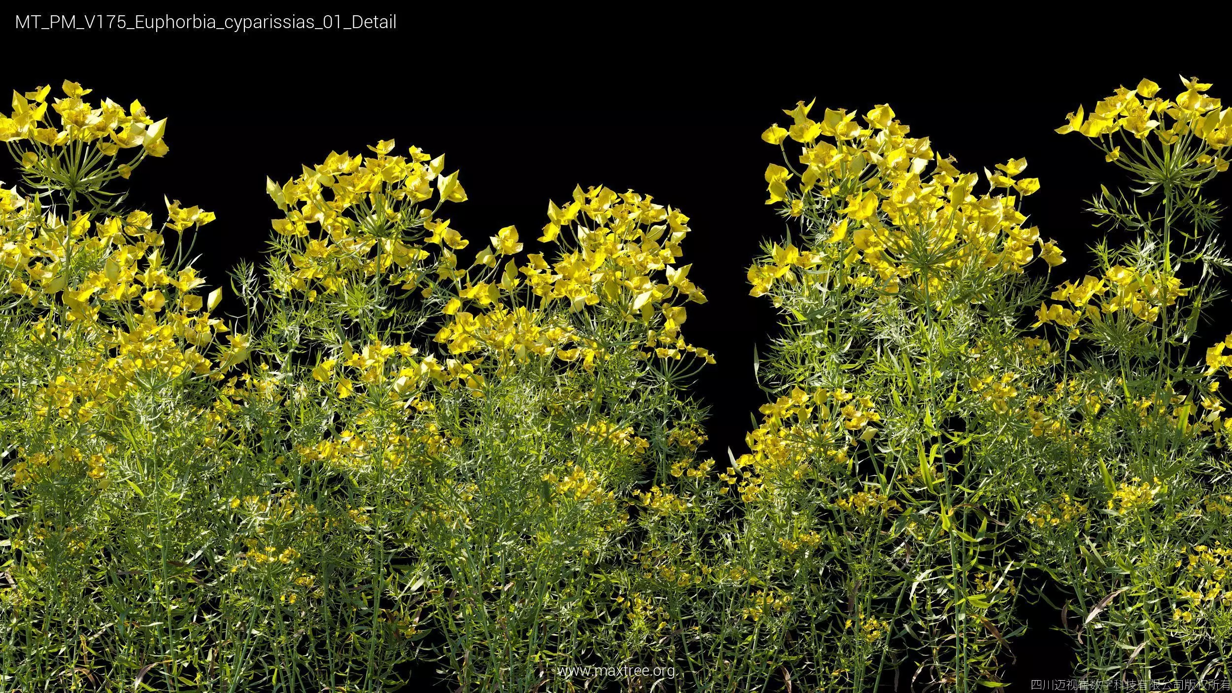 Maxtree Plant Models Vol 175 - Mesh 3D model_16