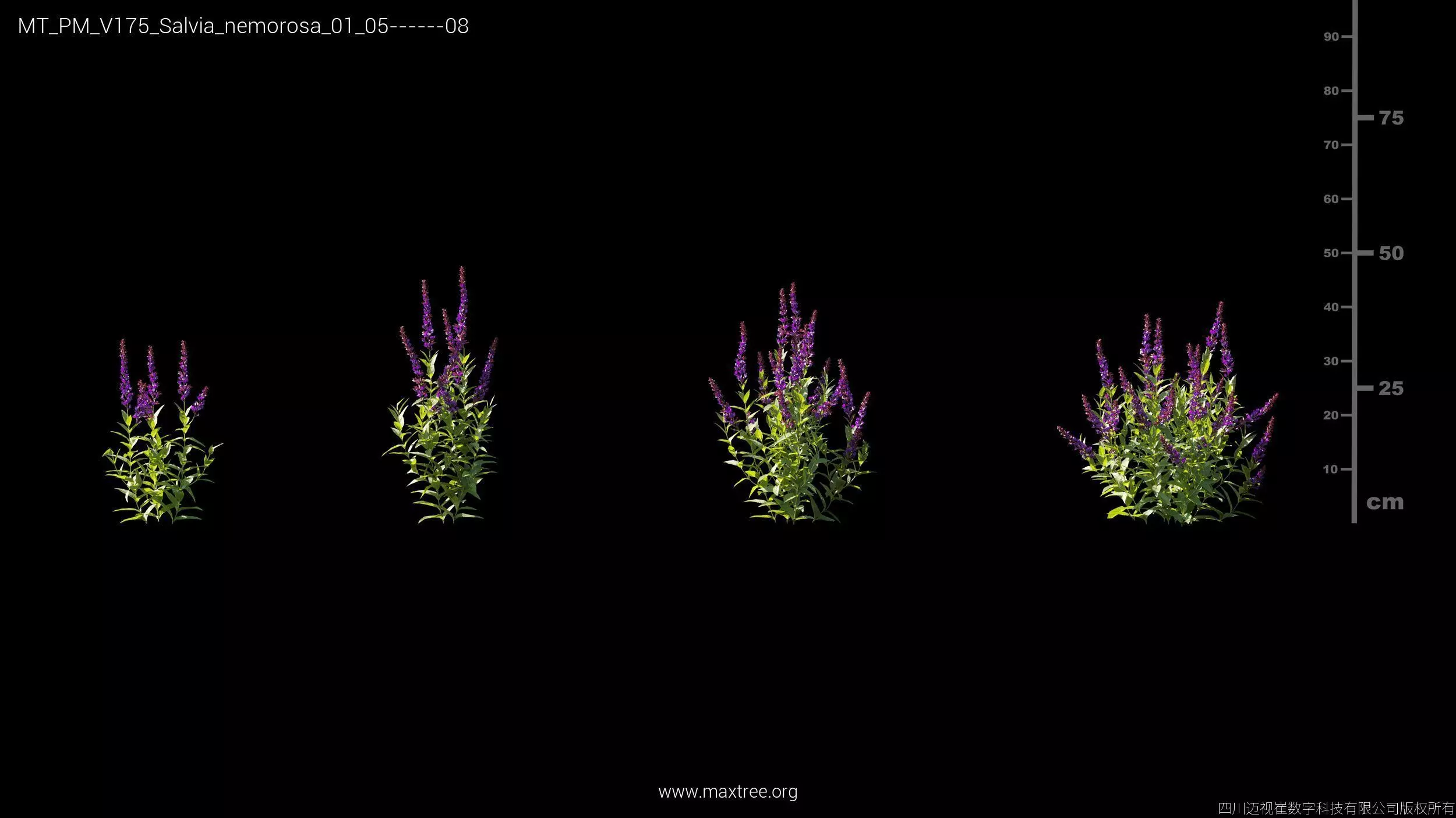 Maxtree Plant Models Vol 175 - Mesh 3D model_33