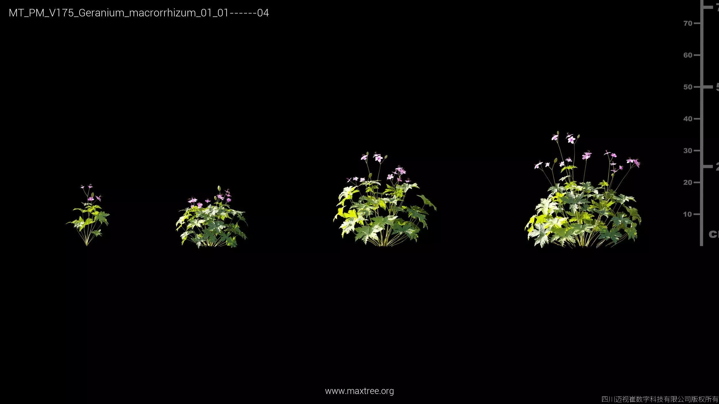 Maxtree Plant Models Vol 175 - Mesh 3D model_17