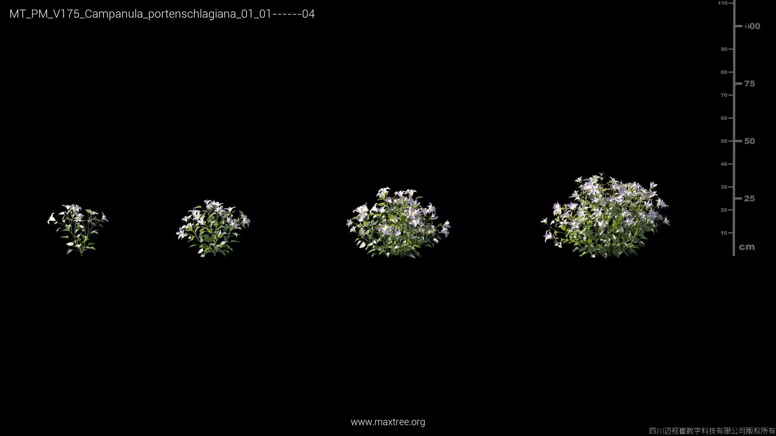 Maxtree Plant Models Vol 175 - Mesh 3D model_8