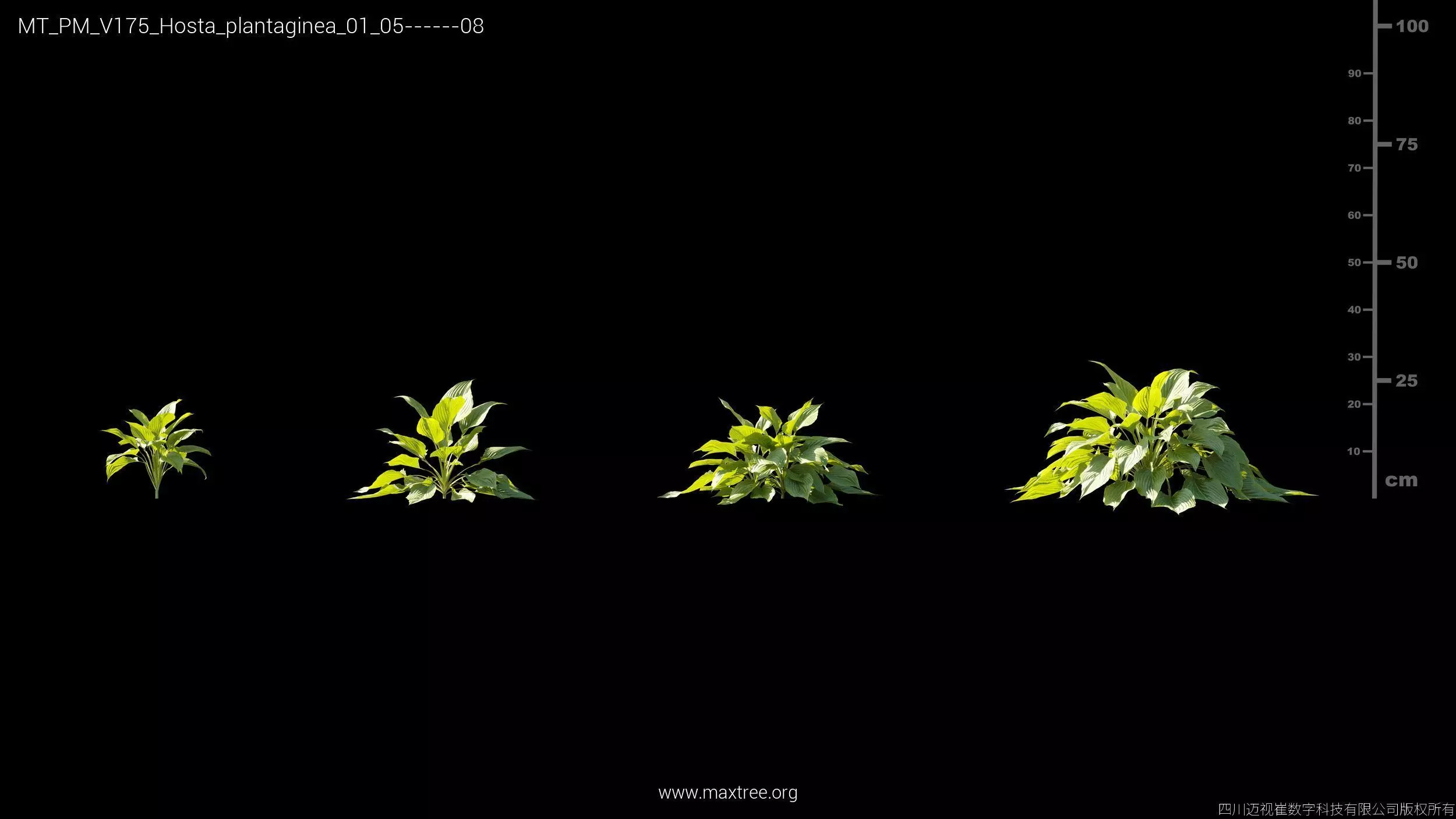 Maxtree Plant Models Vol 175 - Mesh 3D model_21