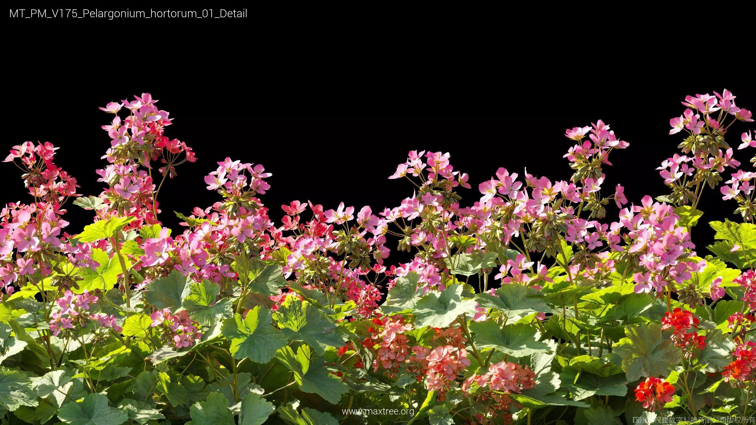 Maxtree Plant Models Vol 175 - Mesh 3D model_31