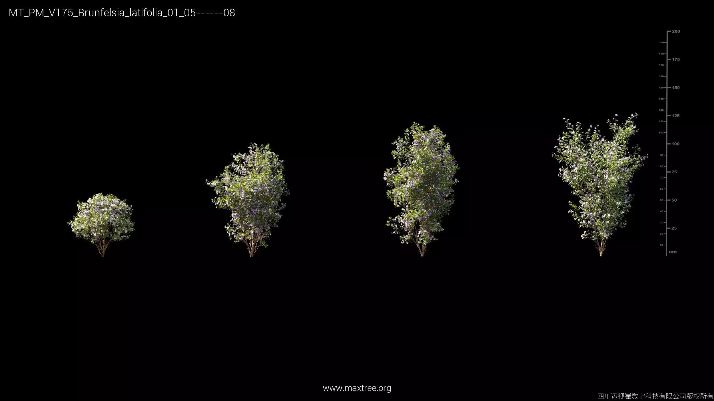 Maxtree Plant Models Vol 175 - Mesh 3D model_6