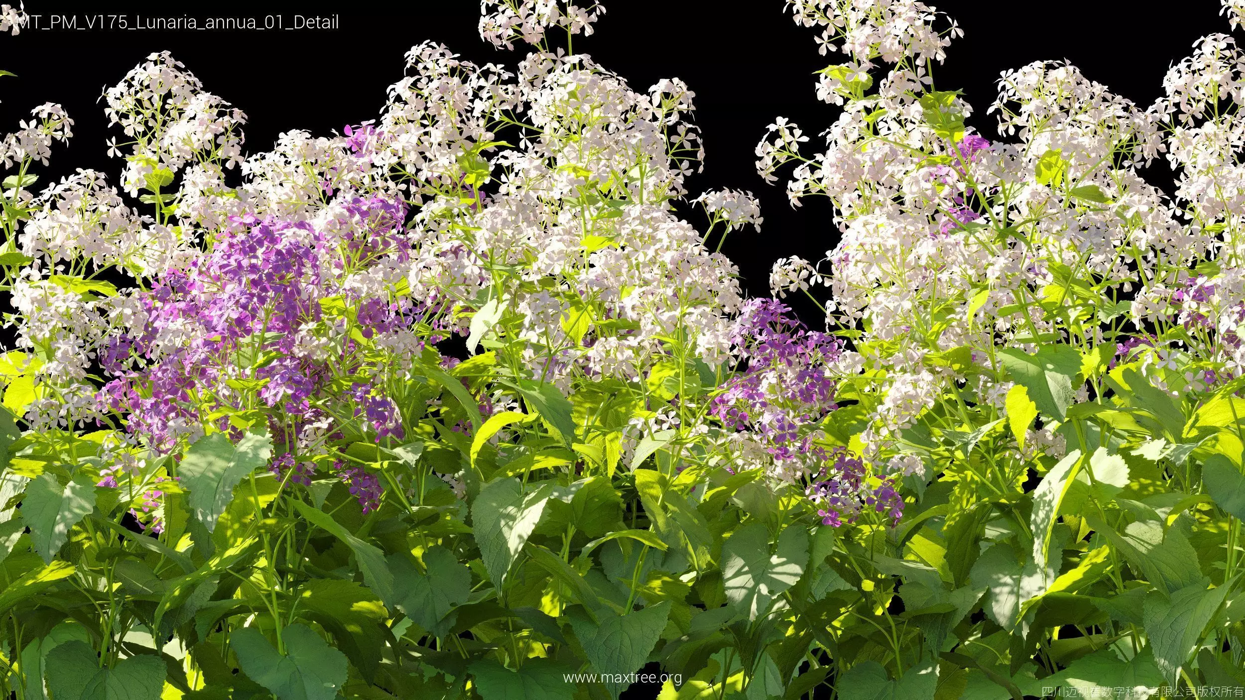 Maxtree Plant Models Vol 175 - Mesh 3D model_28