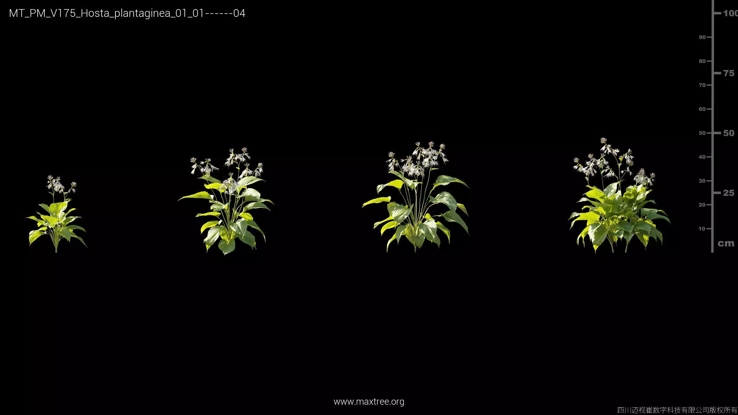 Maxtree Plant Models Vol 175 - Mesh 3D model_20