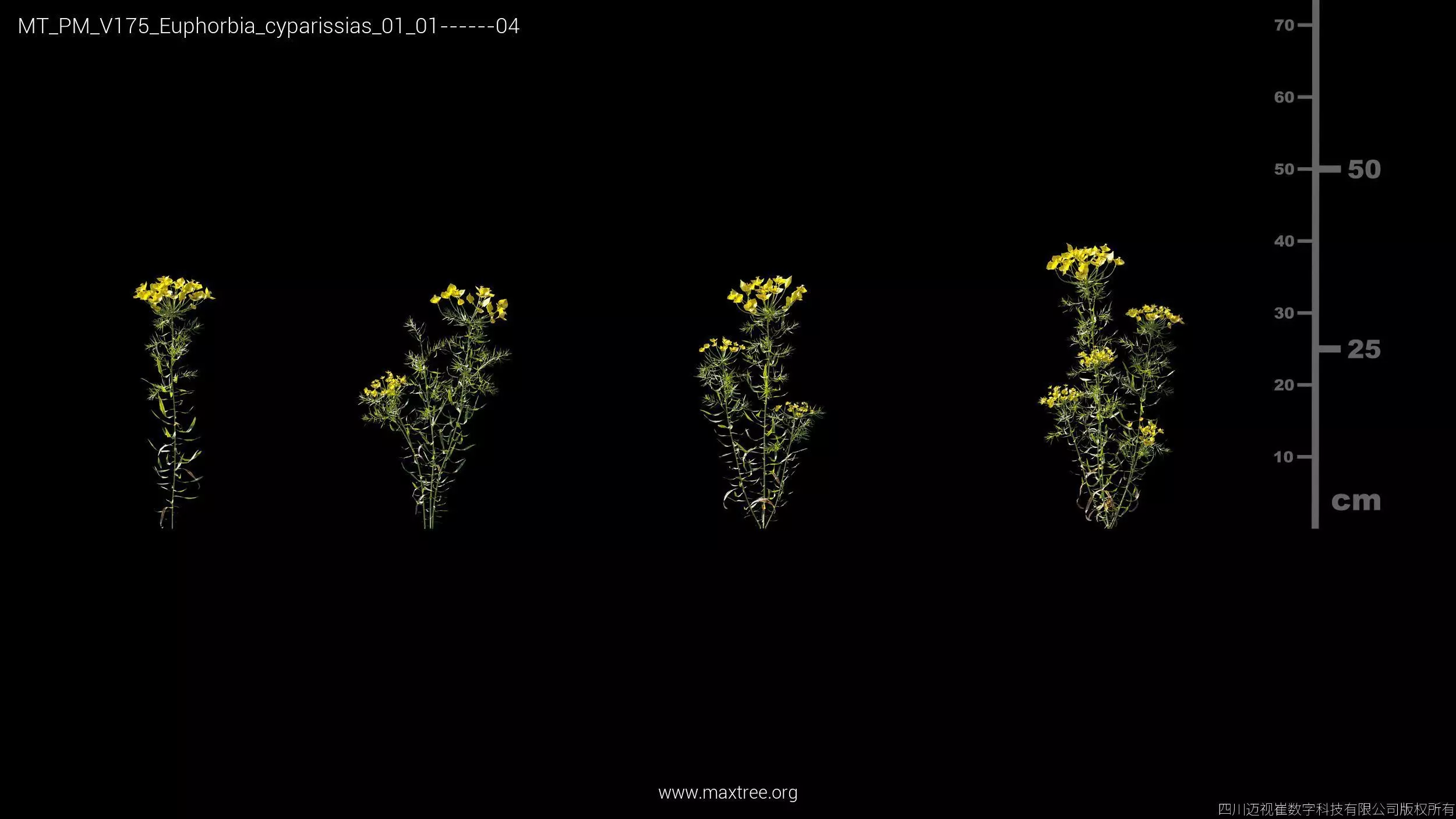 Maxtree Plant Models Vol 175 - Mesh 3D model_14