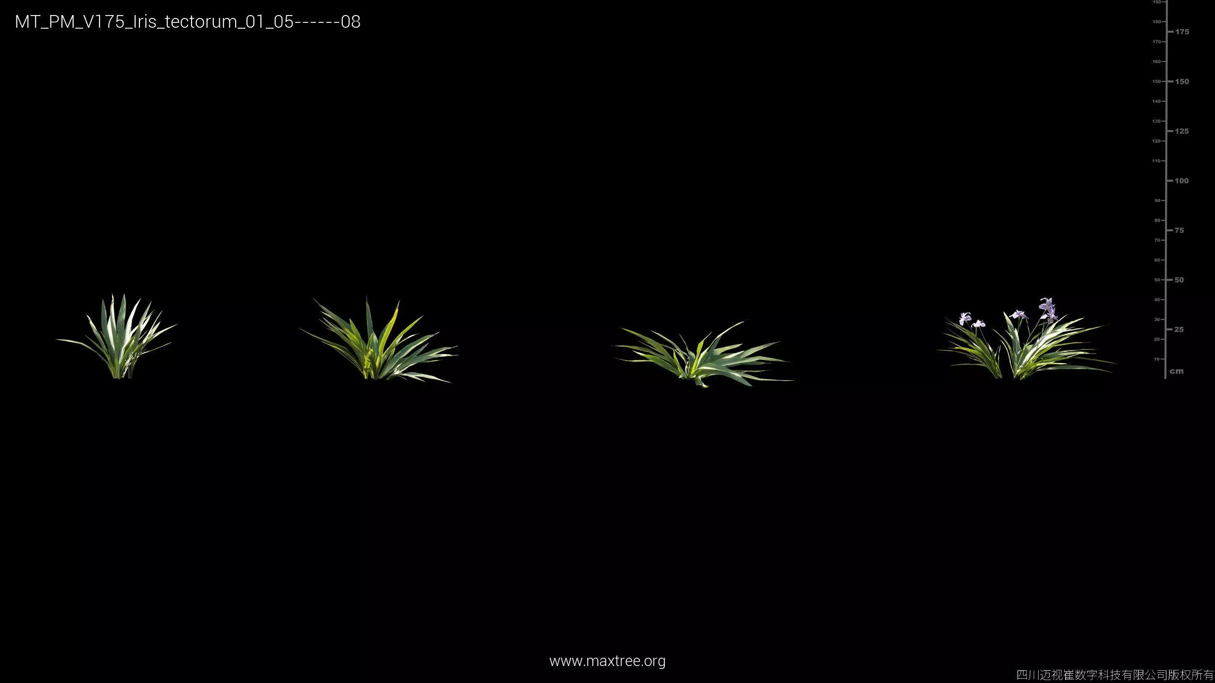 Maxtree Plant Models Vol 175 - Mesh 3D model_24