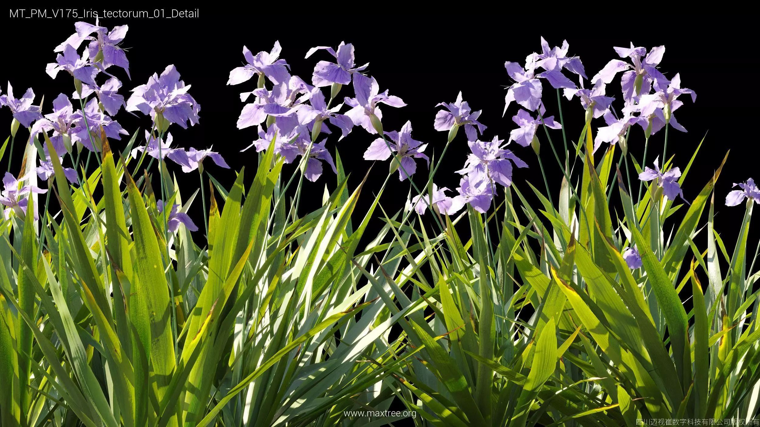 Maxtree Plant Models Vol 175 - Mesh 3D model_25