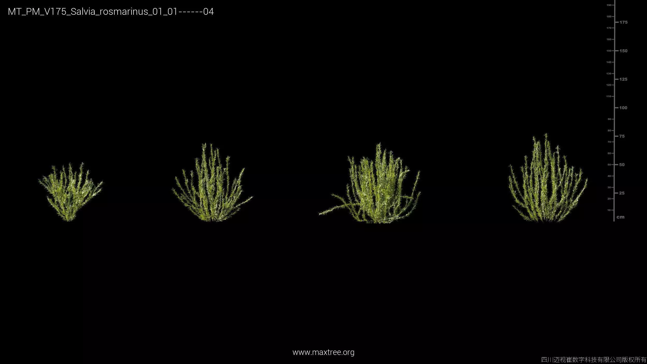 Maxtree Plant Models Vol 175 - Mesh 3D model_35