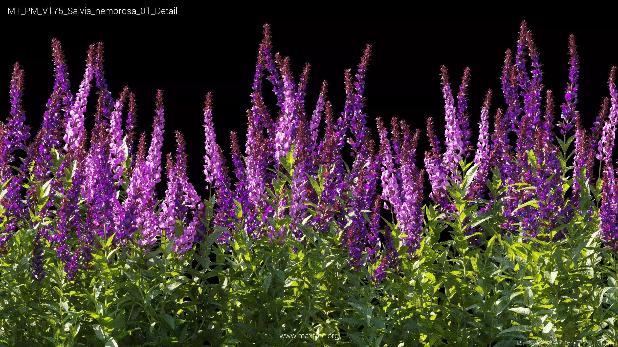 Maxtree Plant Models Vol 175 - Mesh 3D model_34