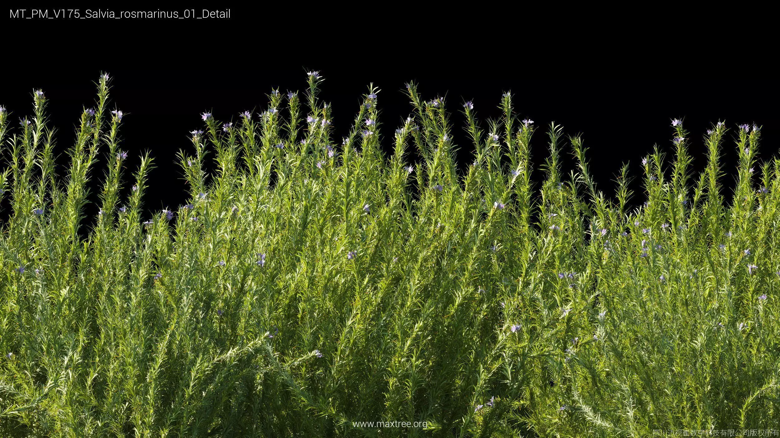 Maxtree Plant Models Vol 175 - Mesh 3D model_37