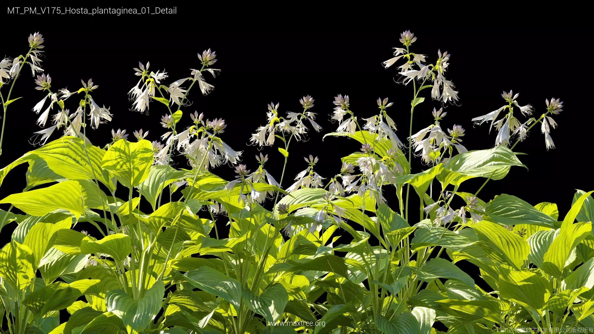 Maxtree Plant Models Vol 175 - Mesh 3D model_22