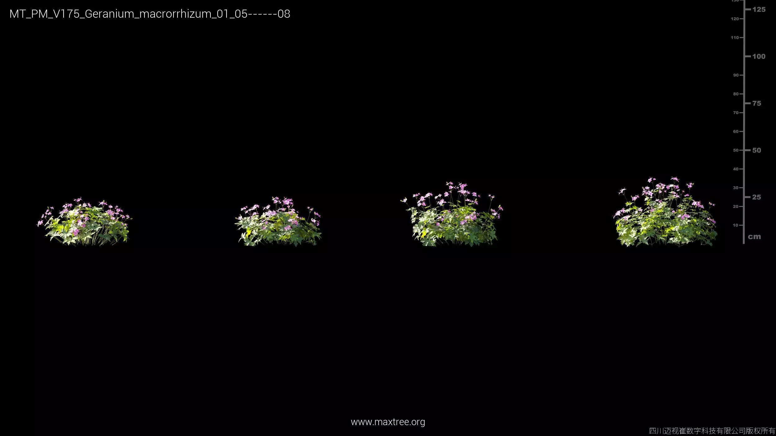 Maxtree Plant Models Vol 175 - Mesh 3D model_18