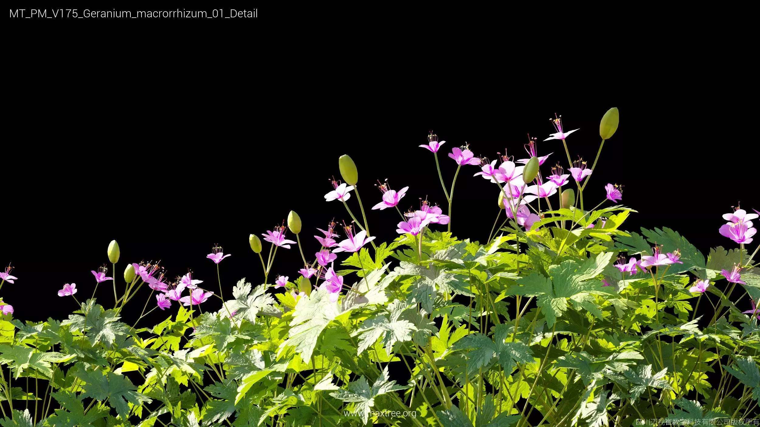 Maxtree Plant Models Vol 175 - Mesh 3D model_19