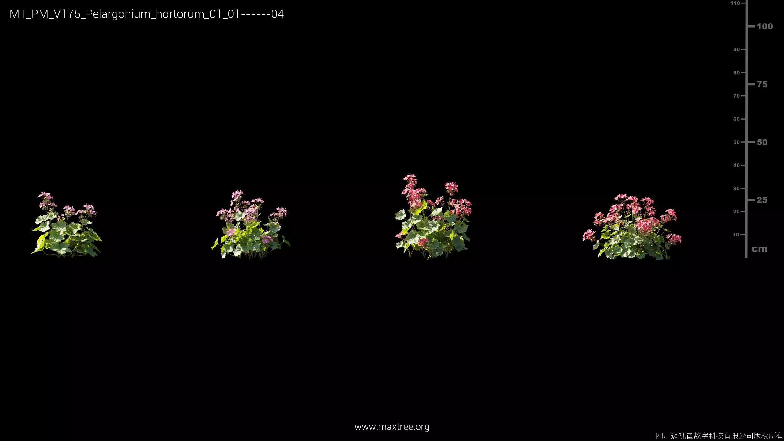 Maxtree Plant Models Vol 175 - Mesh 3D model_29