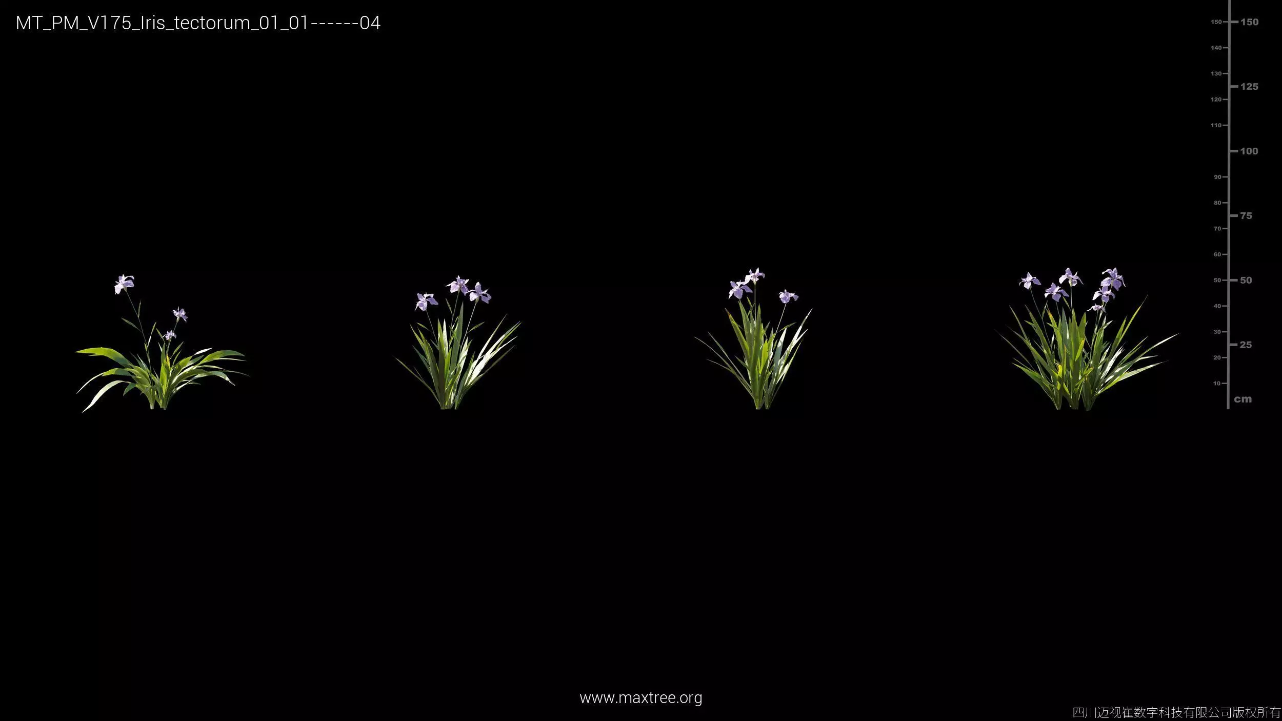 Maxtree Plant Models Vol 175 - Mesh 3D model_23