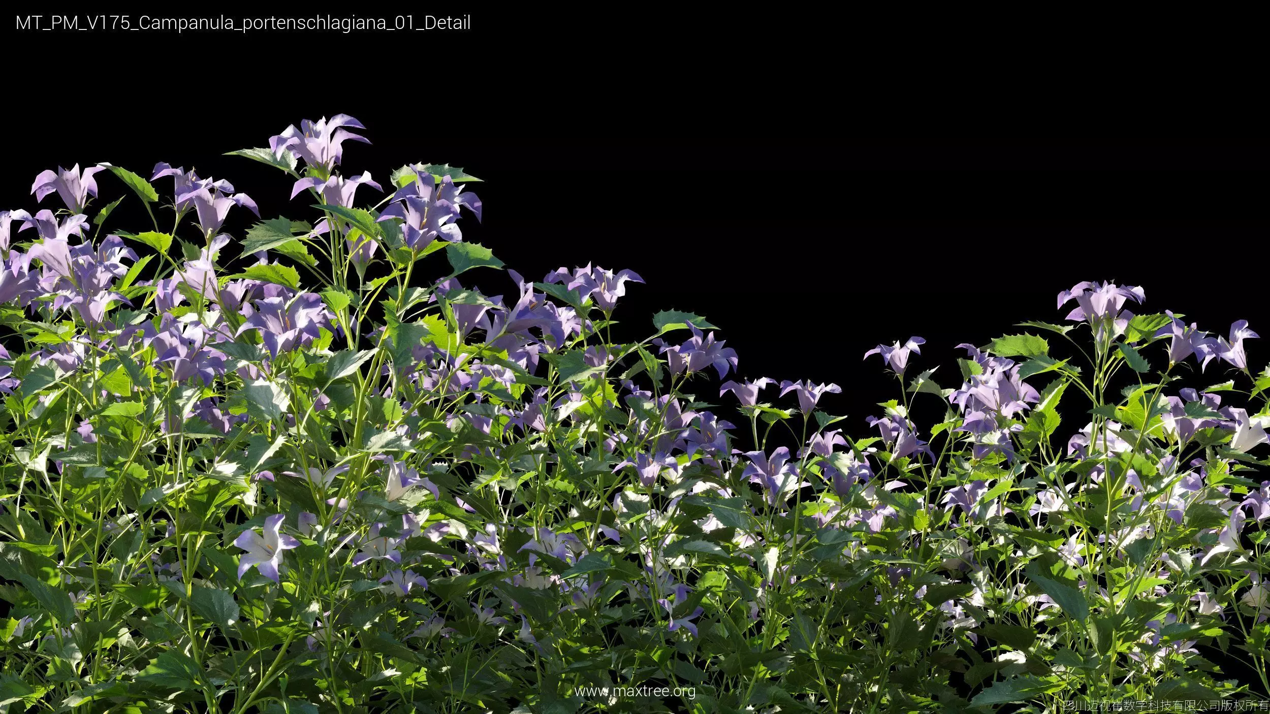 Maxtree Plant Models Vol 175 - Mesh 3D model_10