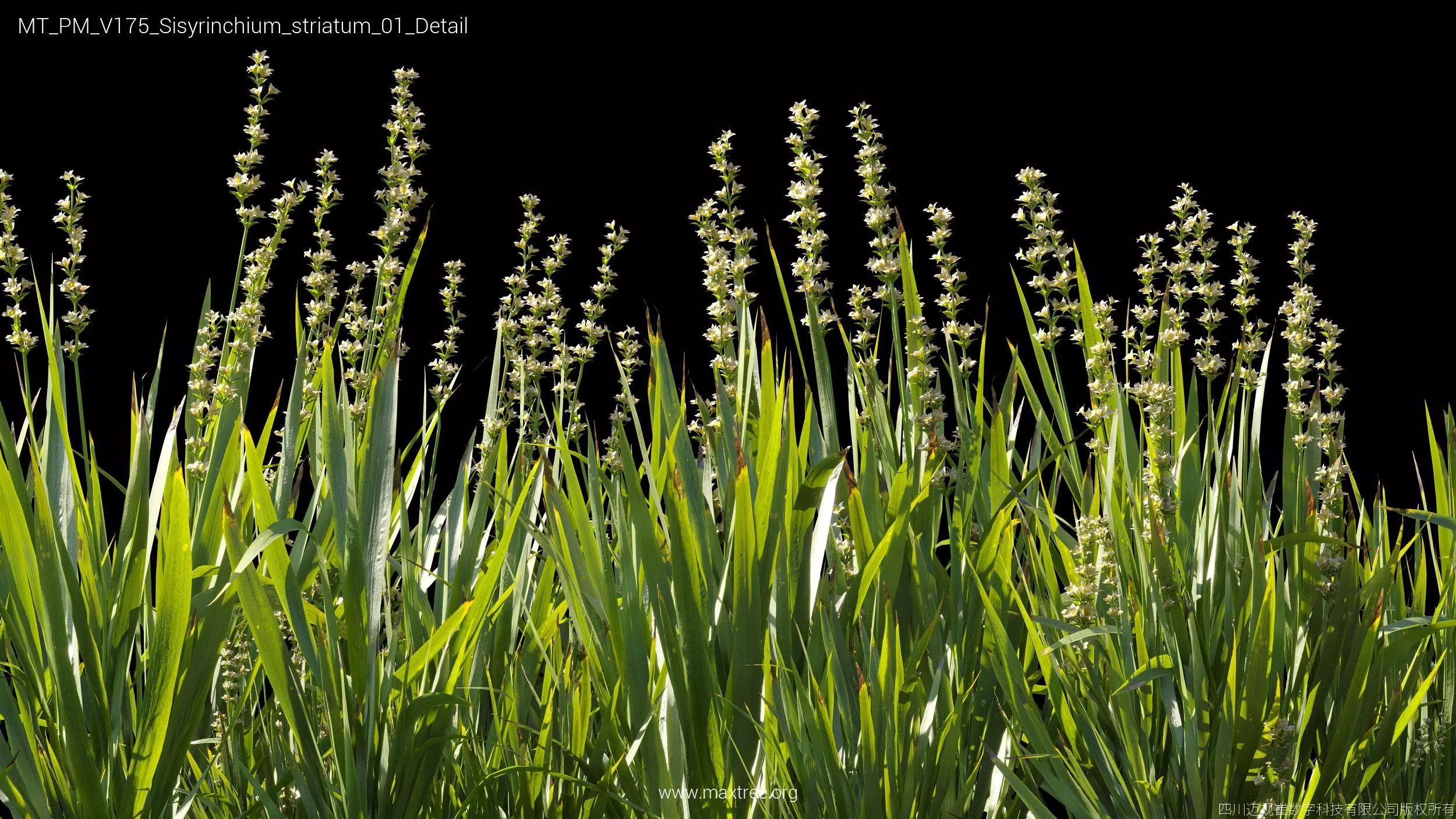 Maxtree Plant Models Vol 175 - Mesh 3D model_40