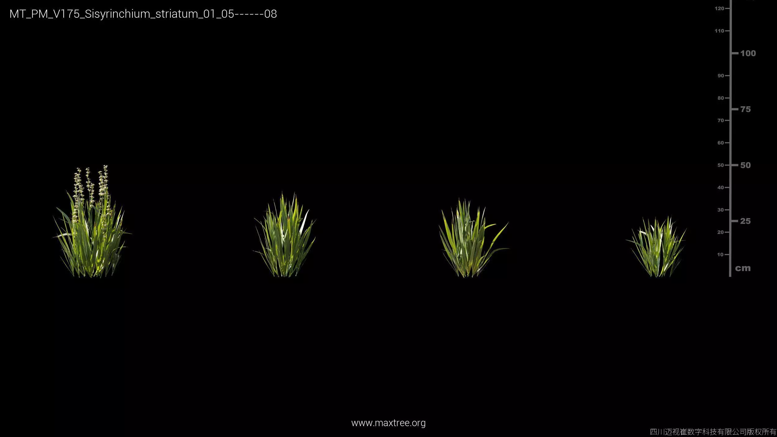 Maxtree Plant Models Vol 175 - Mesh 3D model_39