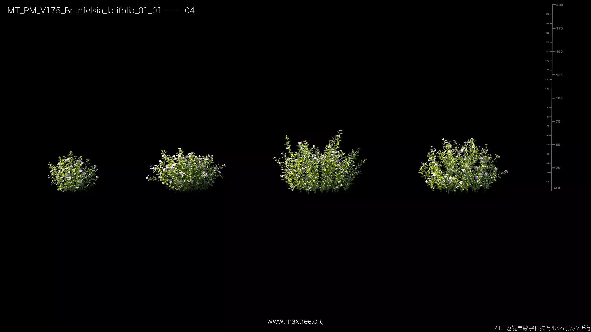 Maxtree Plant Models Vol 175 - Mesh 3D model_5