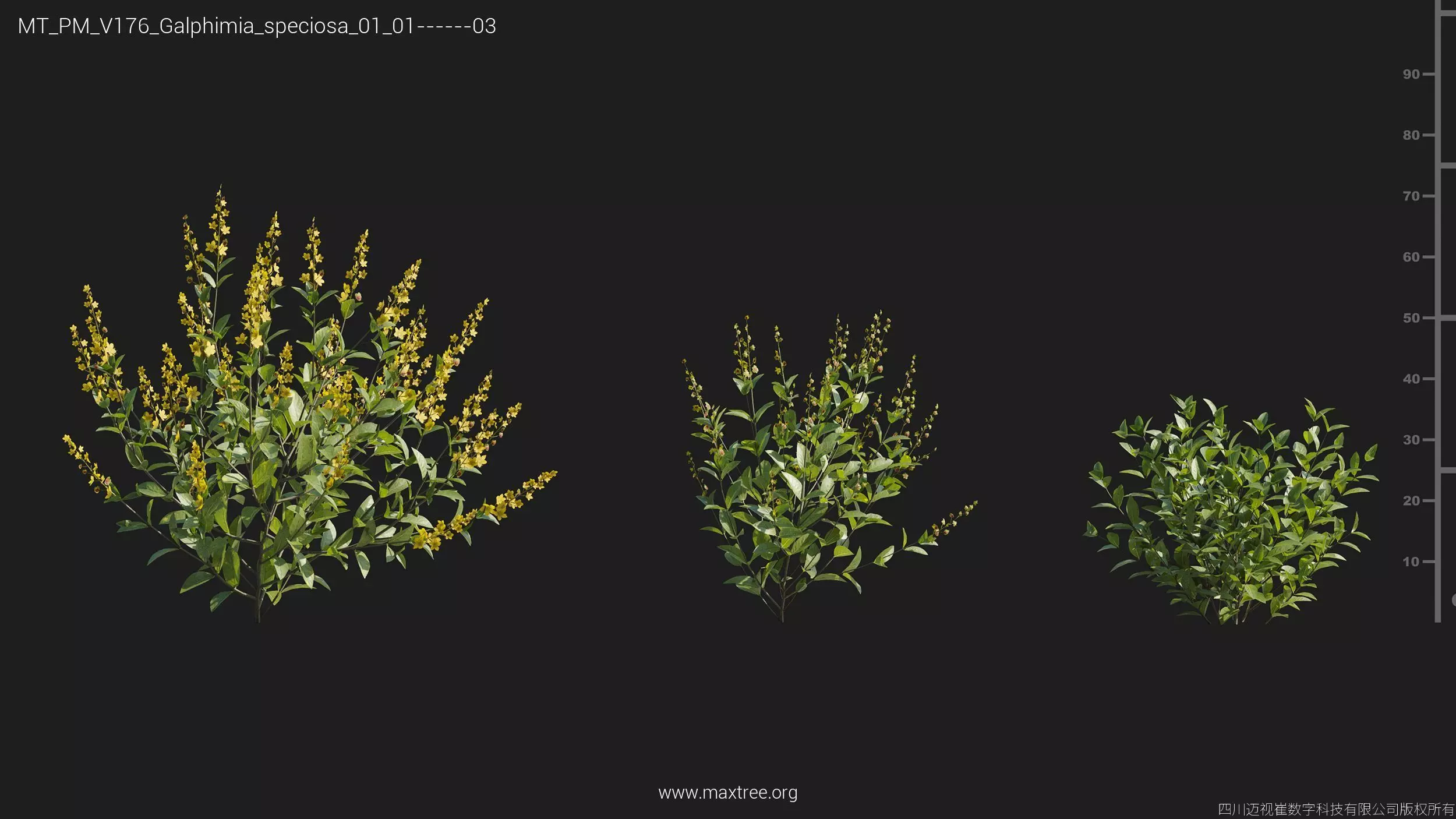 Maxtree Plant Models Vol 176 - Mesh 3D model_40