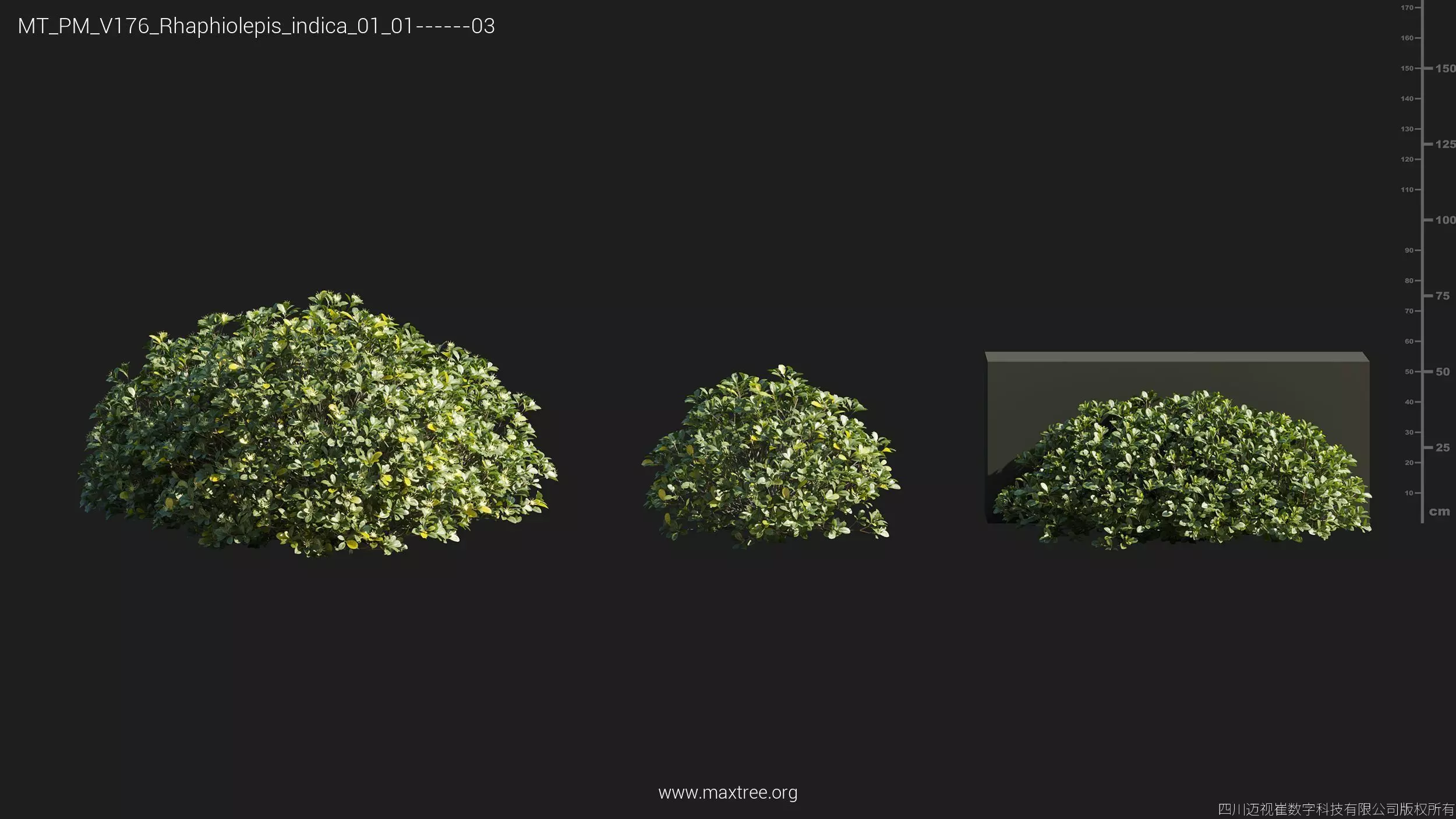 Maxtree Plant Models Vol 176 - Mesh 3D model_12