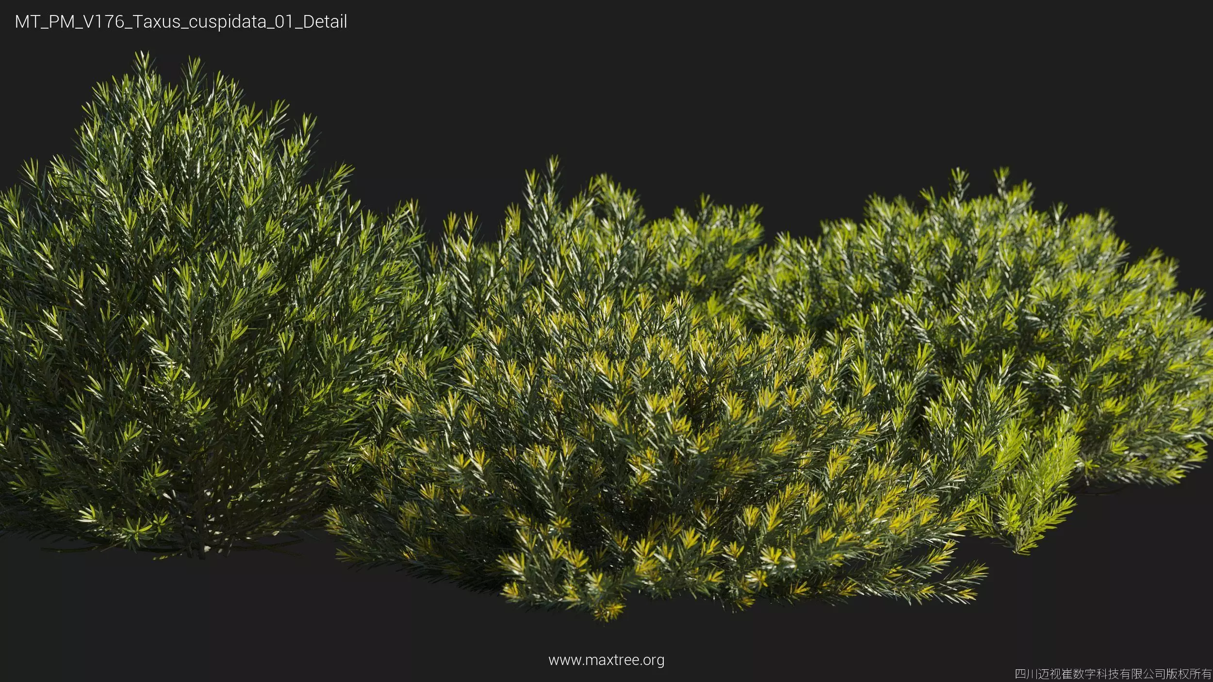 Maxtree Plant Models Vol 176 - Mesh 3D model_9