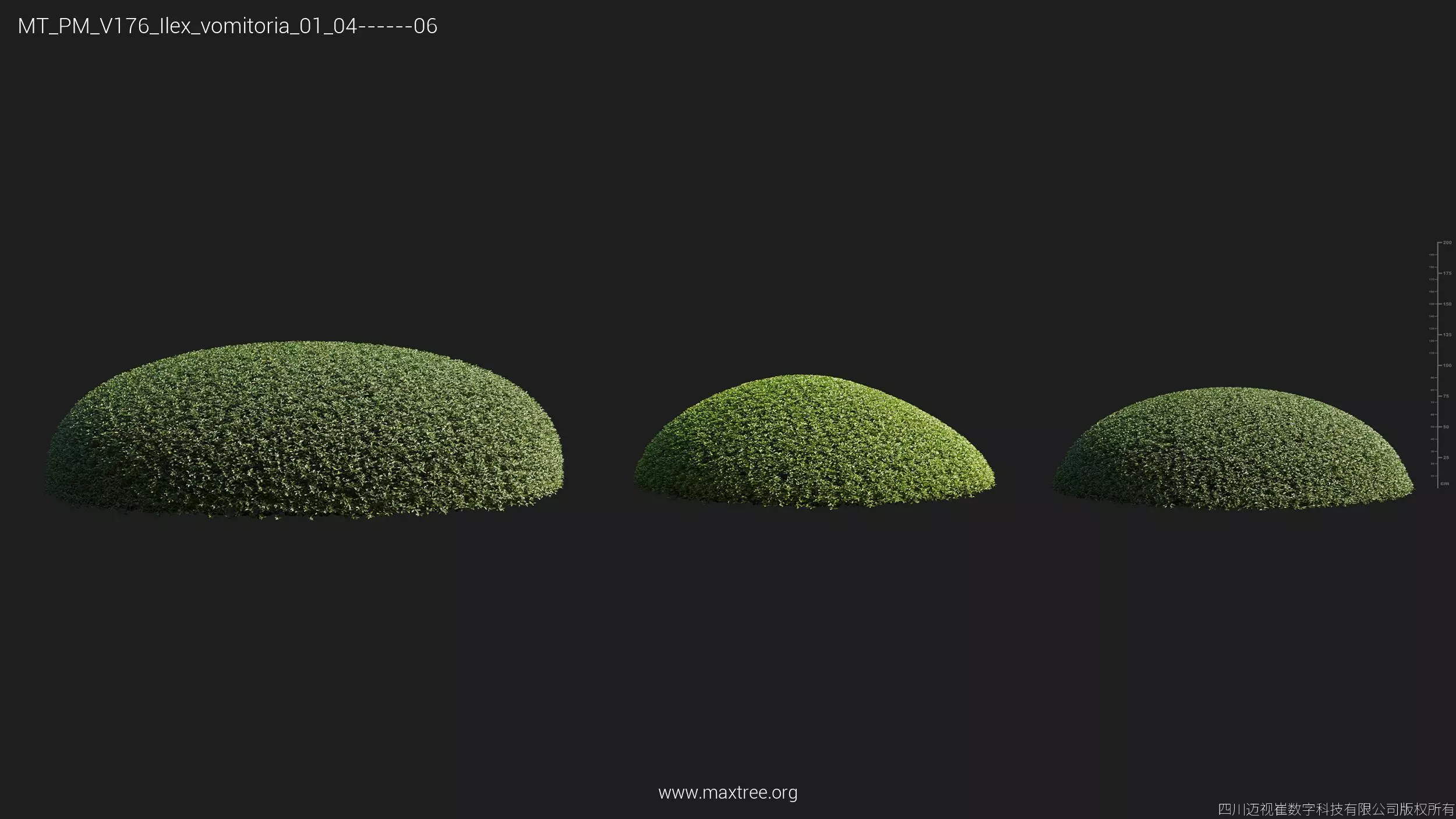 Maxtree Plant Models Vol 176 - Mesh 3D model_42