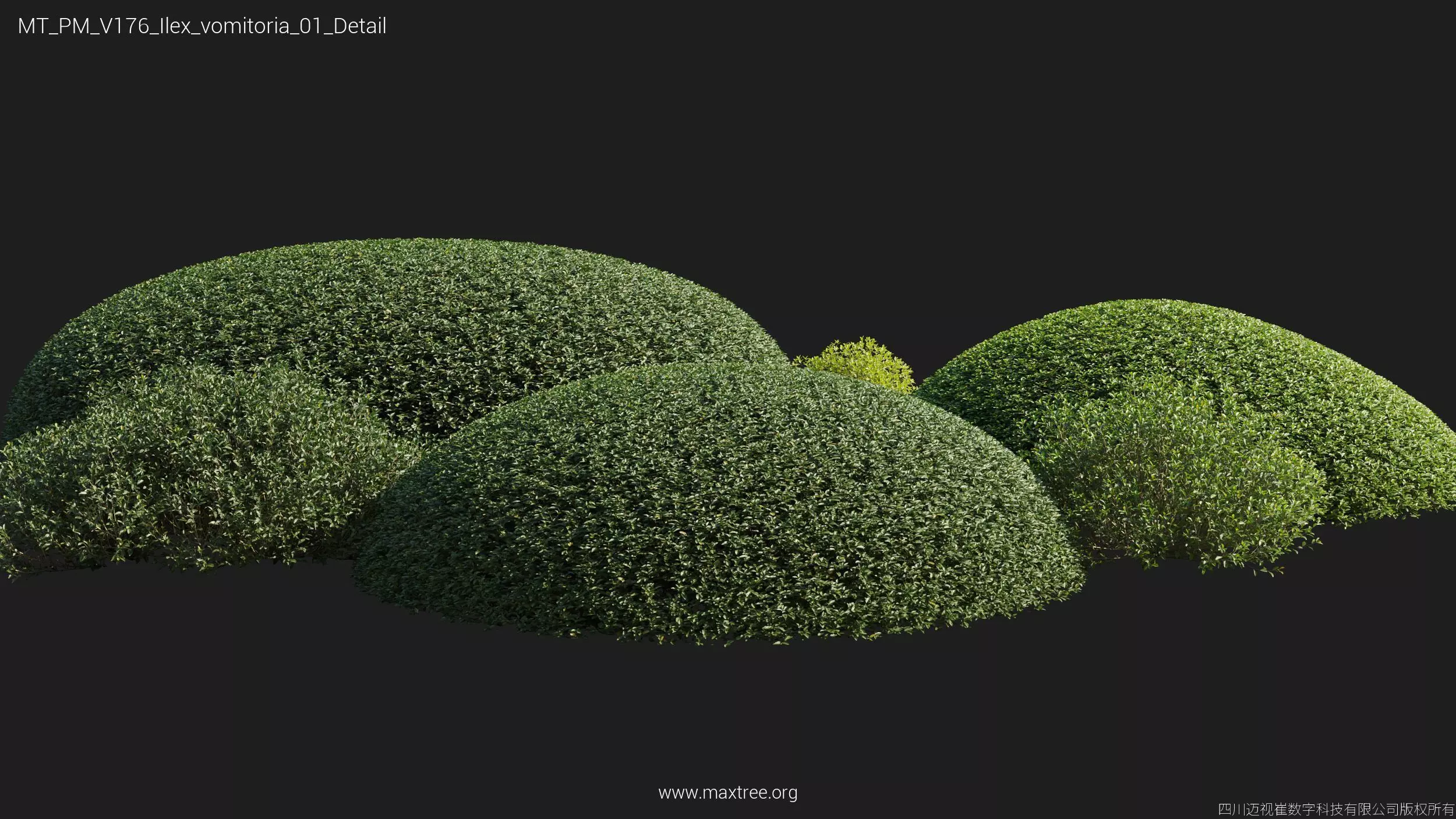 Maxtree Plant Models Vol 176 - Mesh 3D model_27