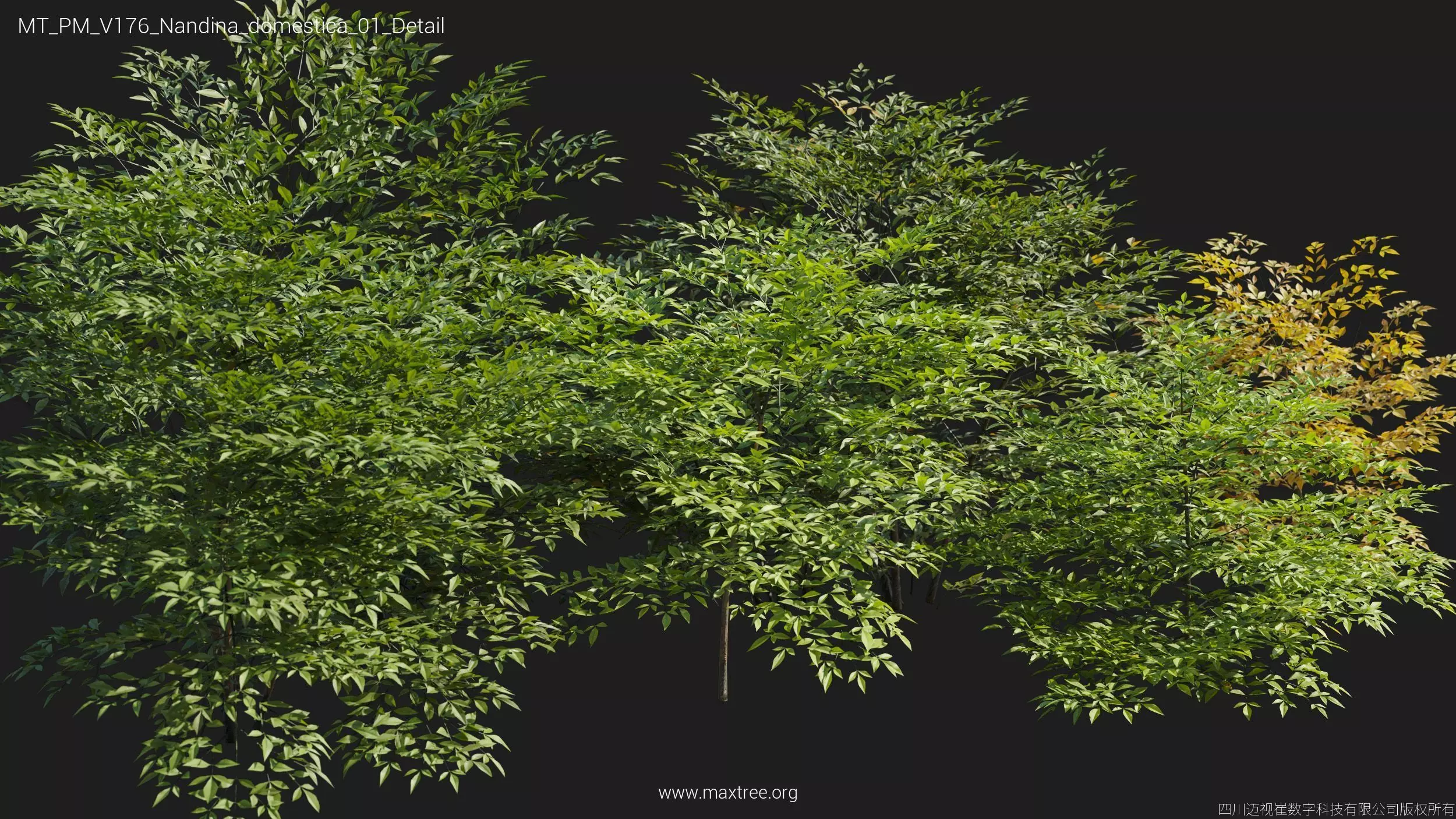 Maxtree Plant Models Vol 176 - Mesh 3D model_24
