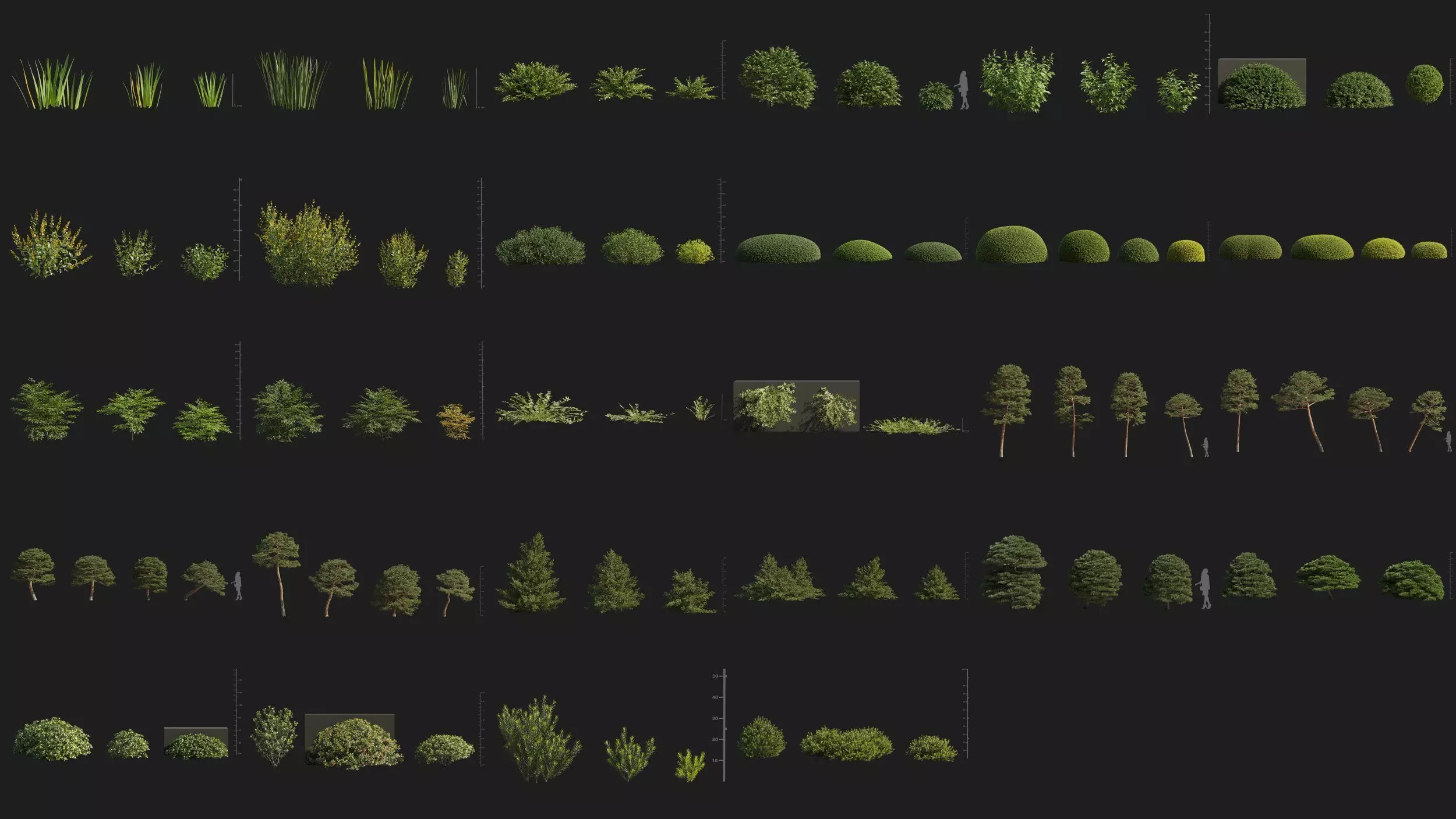 Maxtree Plant Models Vol 176 - Mesh 3D model_5