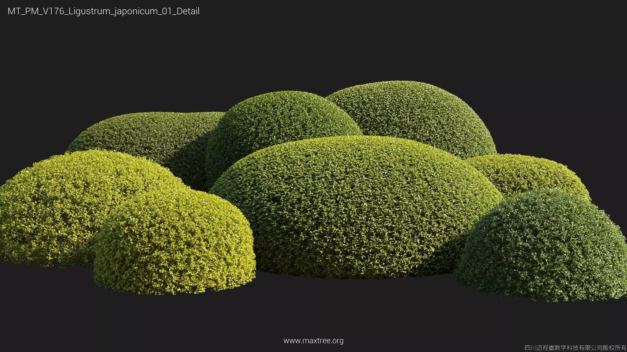 Maxtree Plant Models Vol 176 - Mesh 3D model_37