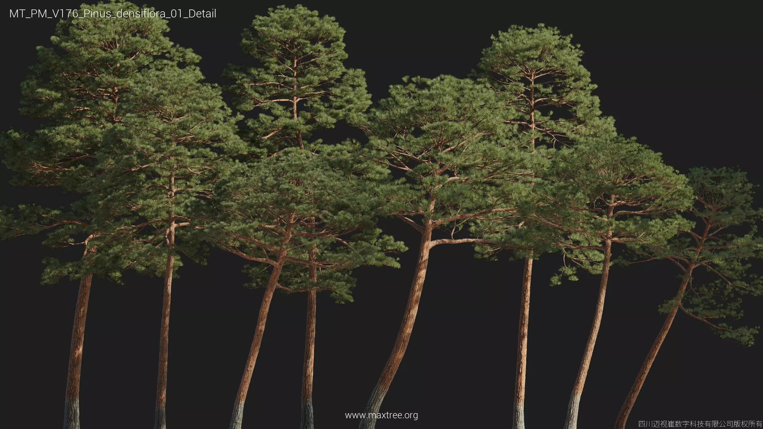 Maxtree Plant Models Vol 176 - Mesh 3D model_34