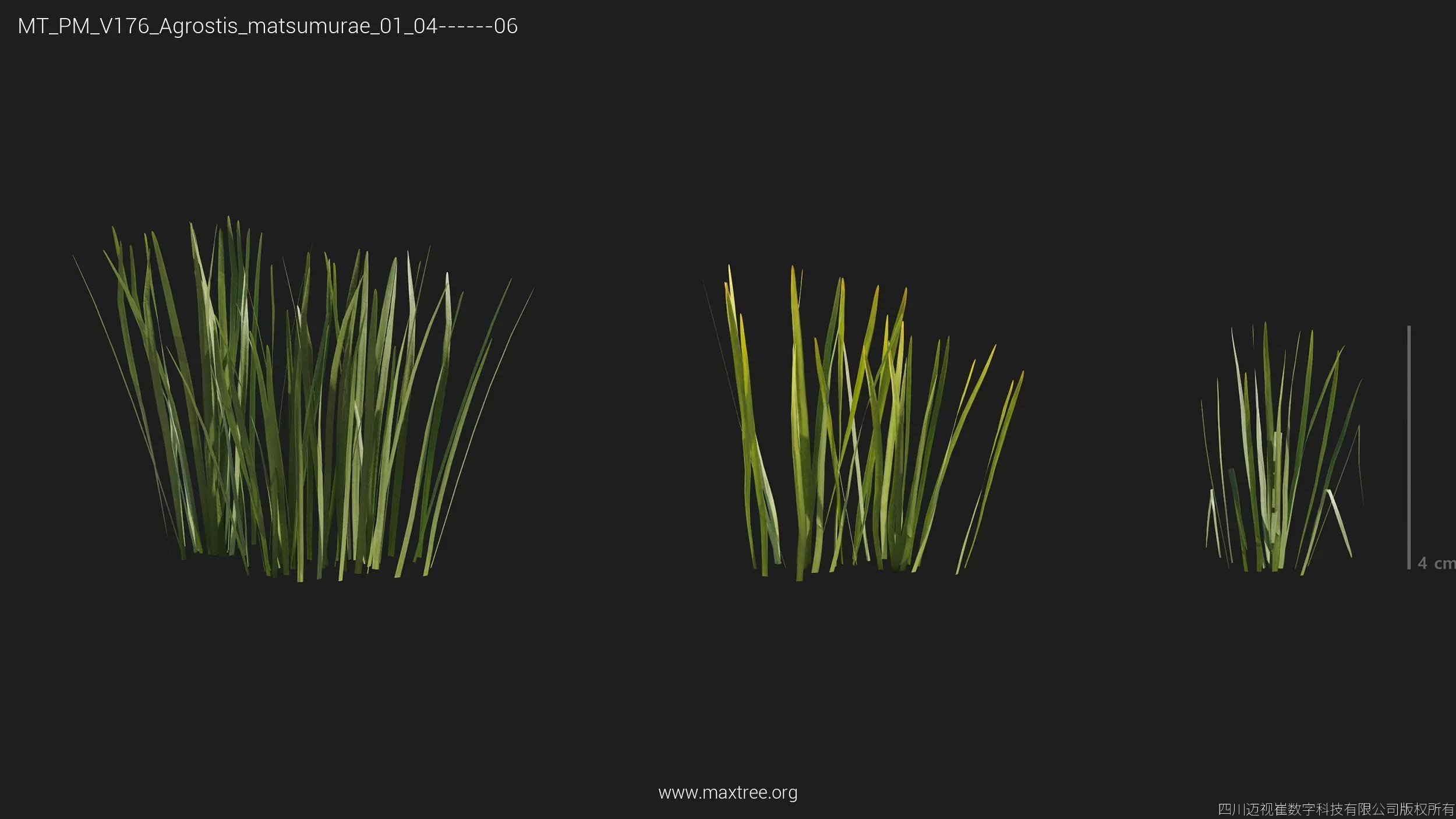 Maxtree Plant Models Vol 176 - Mesh 3D model_8
