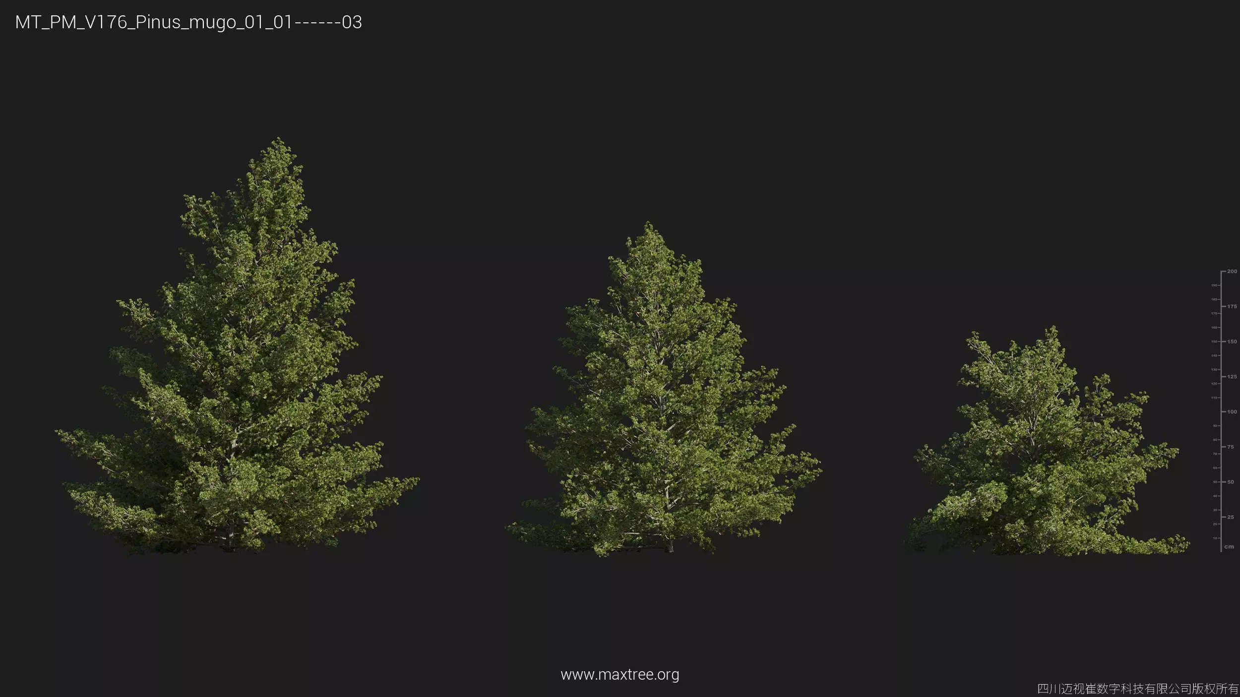 Maxtree Plant Models Vol 176 - Mesh 3D model_38