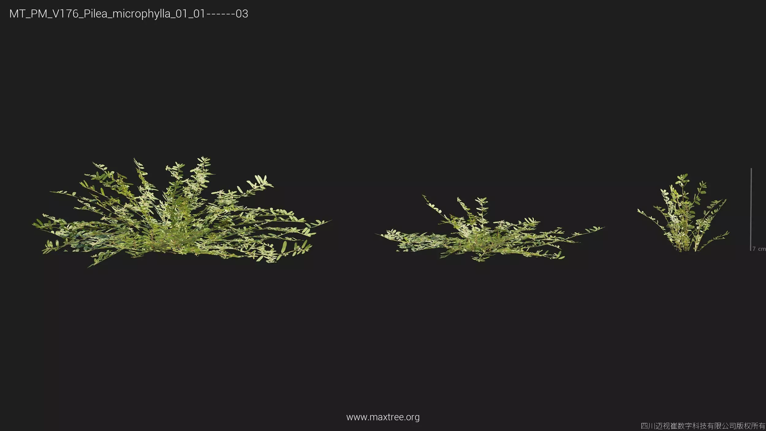 Maxtree Plant Models Vol 176 - Mesh 3D model_44